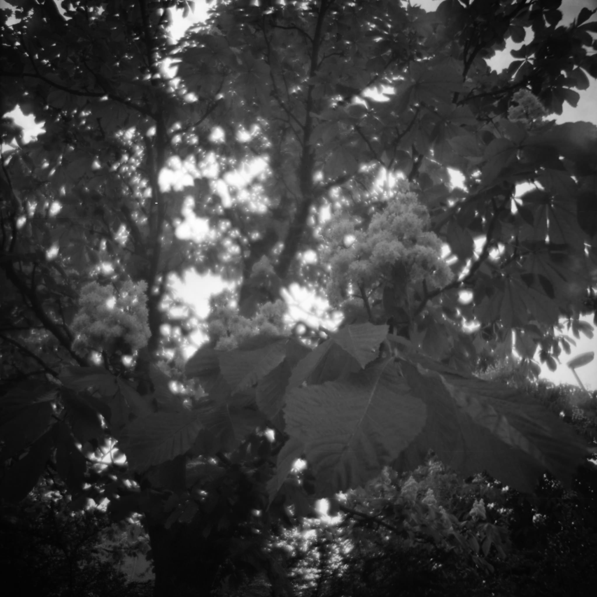 diana-f-plus-schwarzweiss-square-beispielbild