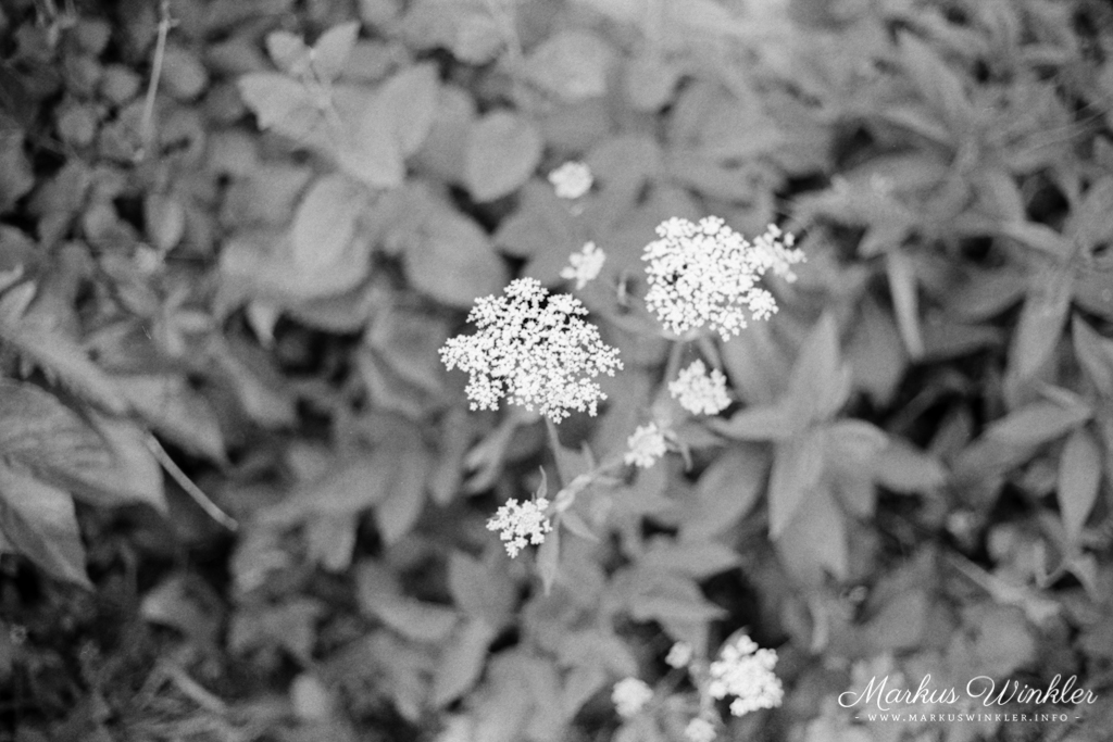 Der Lady Grey in der Canon AE-1