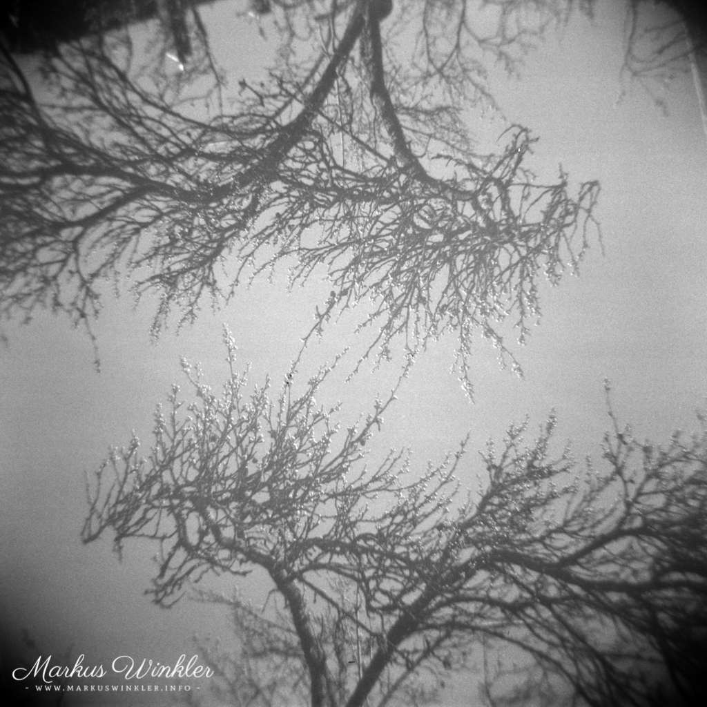 Der RPX 400 in der Holga 120 N