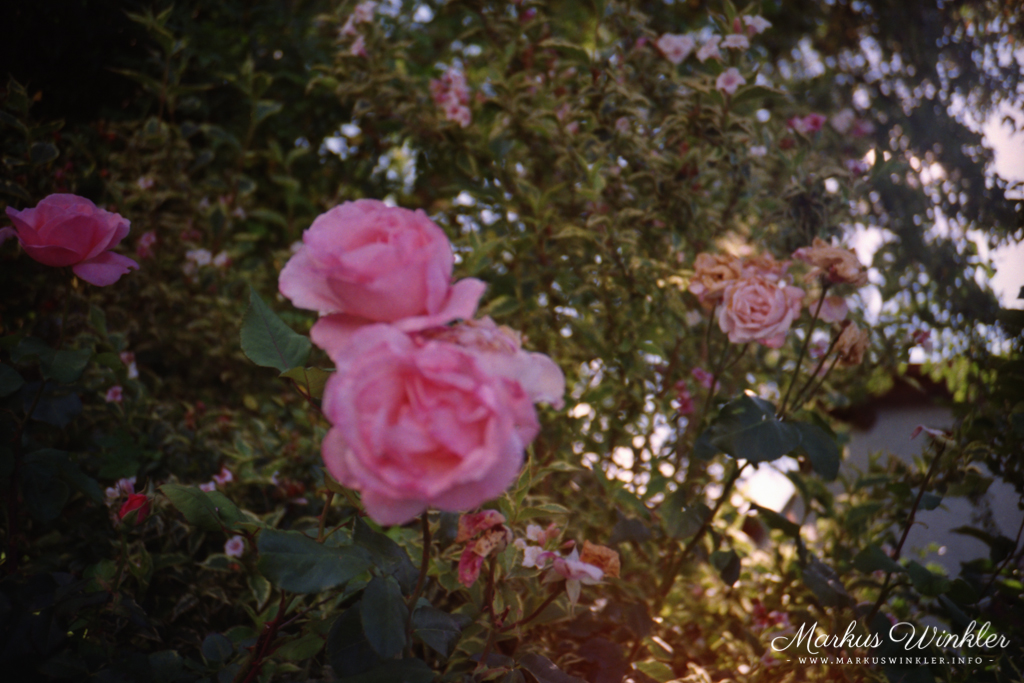 Blumenbild mit dem AS 200