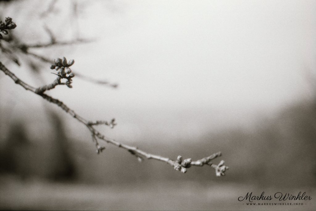 Aufnahme mit der Canon AE-1 in Rodinal