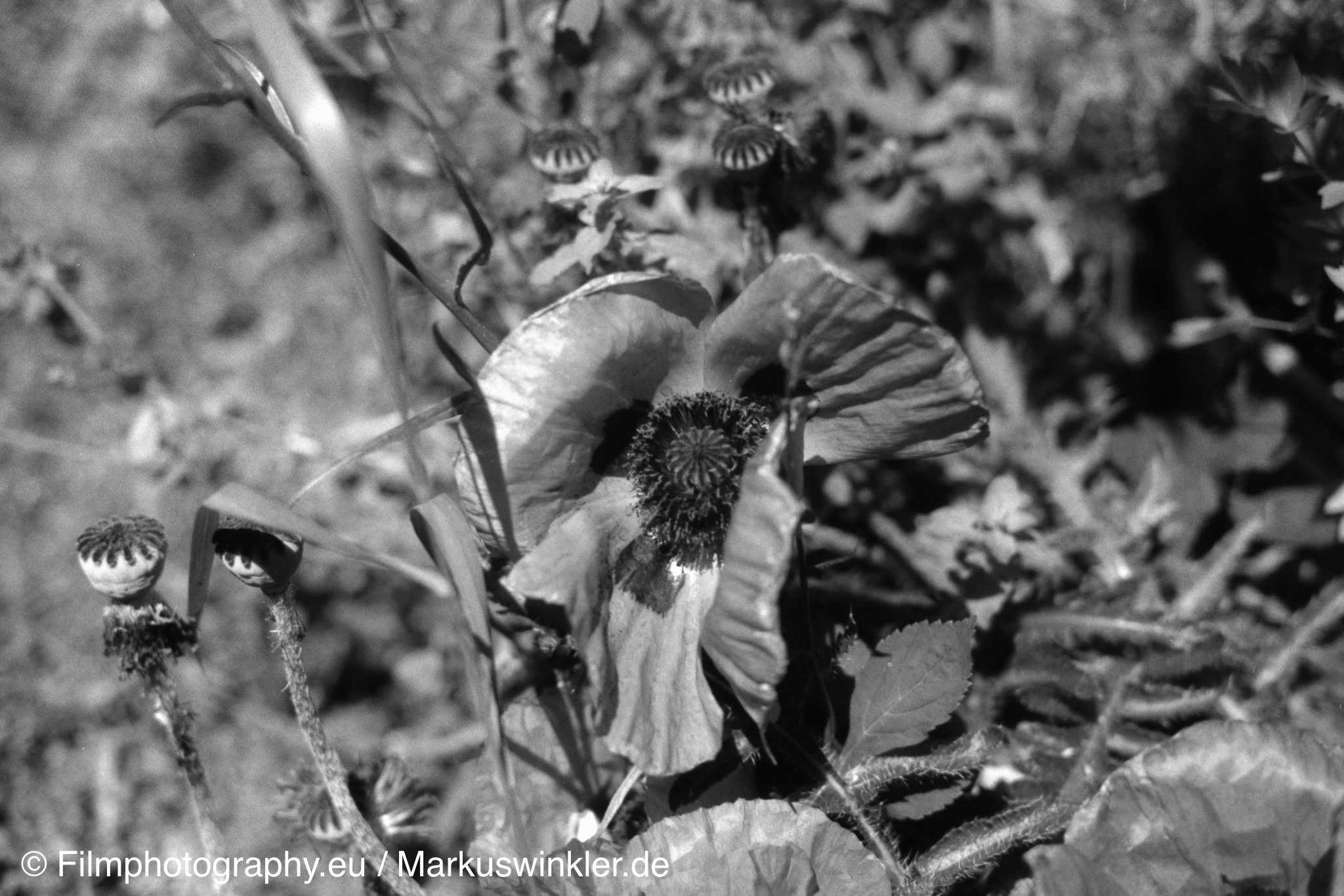 polypan-f-development-rodinal-r09