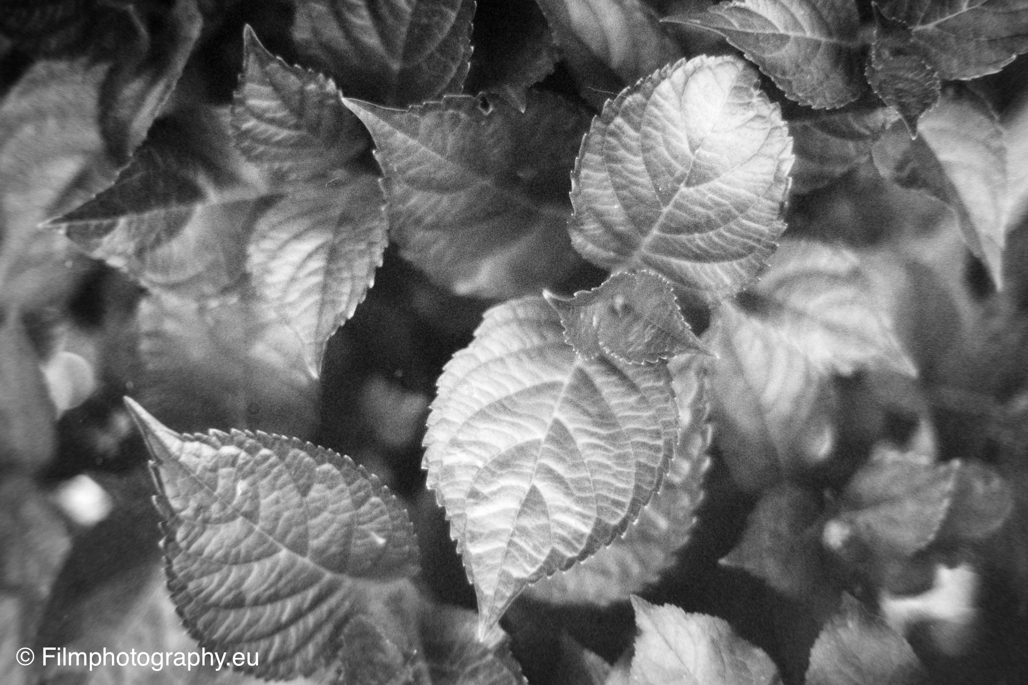 polypan-f-olympus-om2-ars-imago-mb-monobath