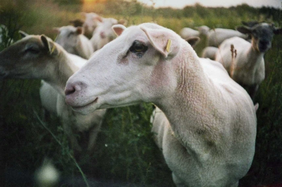 Lomo LC-A+ Russia Day, Agfa Vista 200