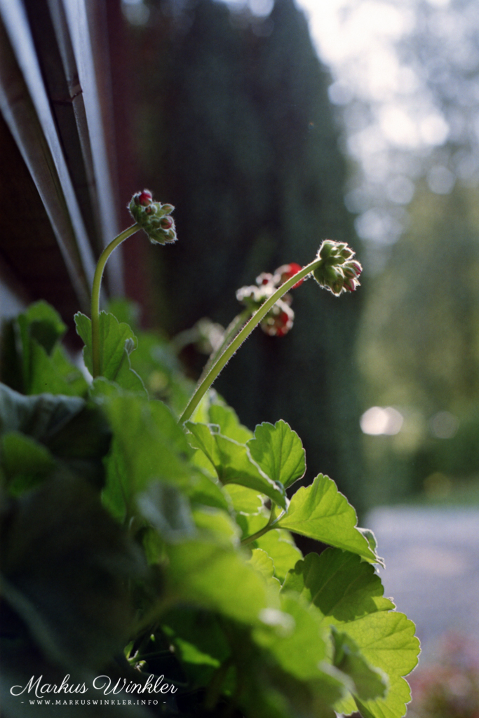 Beispielaufnahme mit dem Klick Max 24 und der Canon AE-1