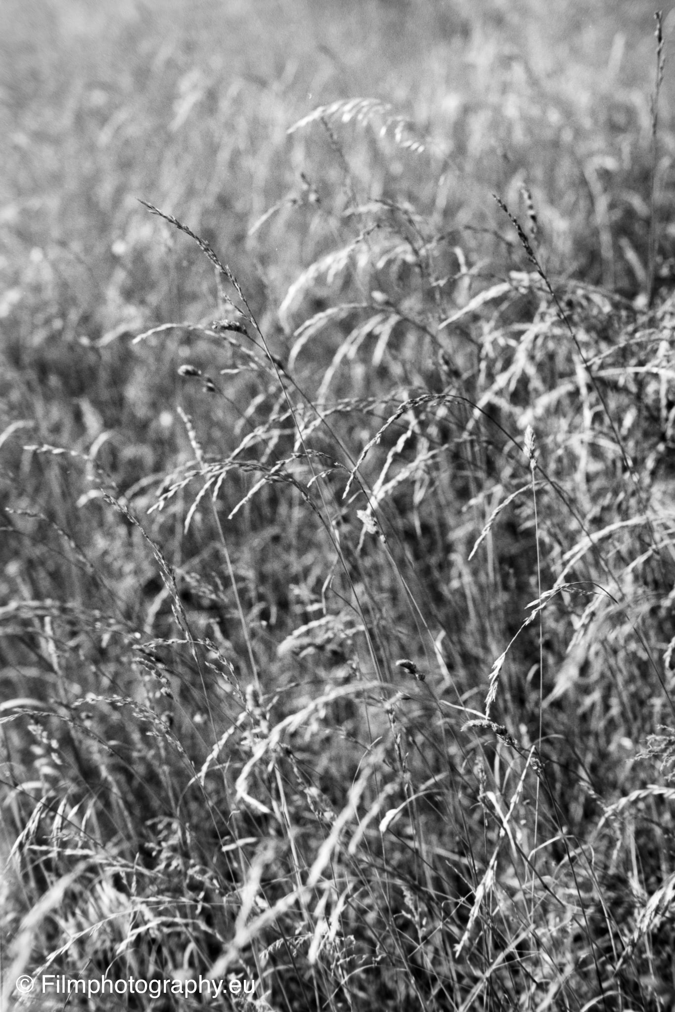 olympus-om-2-adox-chs-25-2