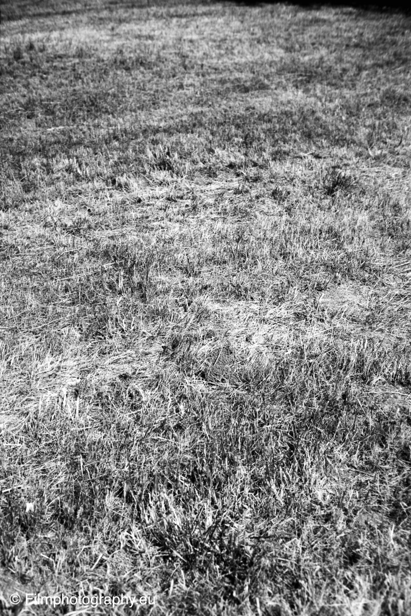 olympus-om-2-adox-chs-25-4