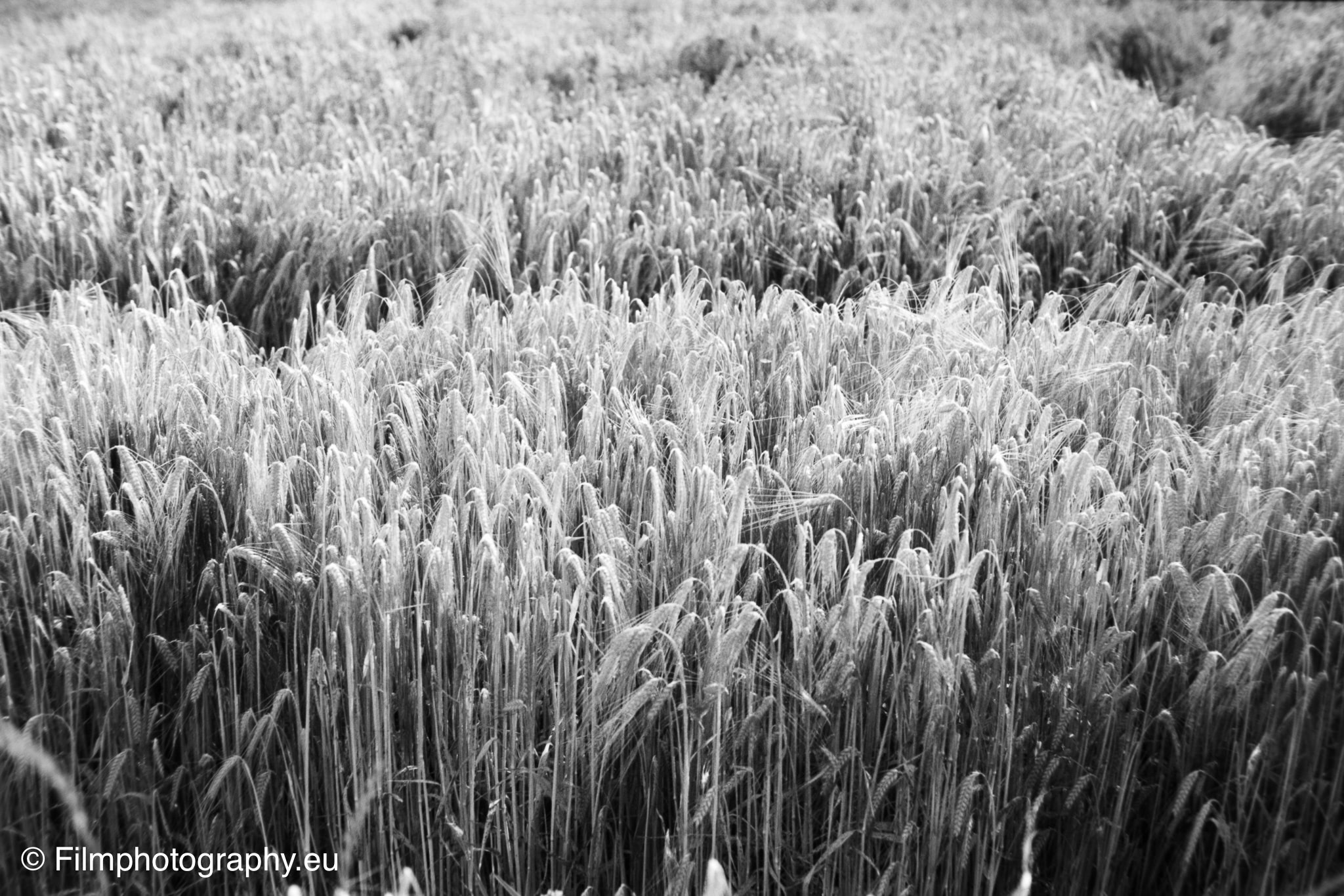 olympus-om-2-adox-chs-25-5