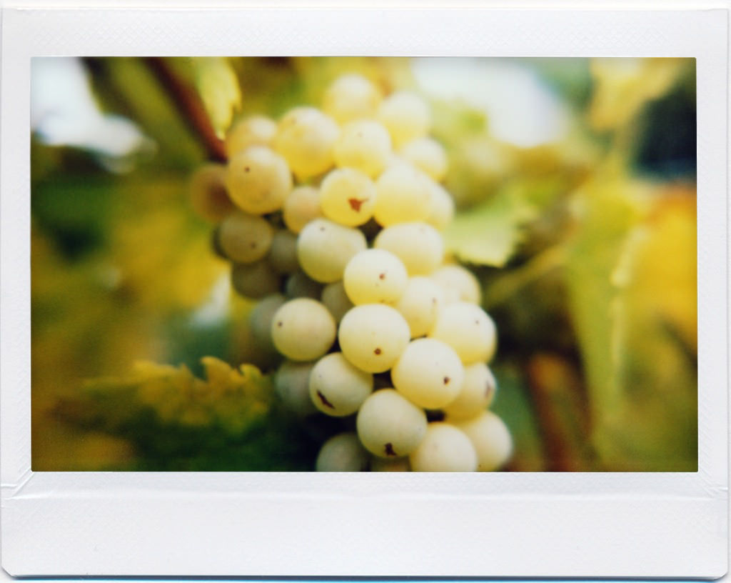 Lomo'Instant - Beispielfotos - Close Up Lens 02