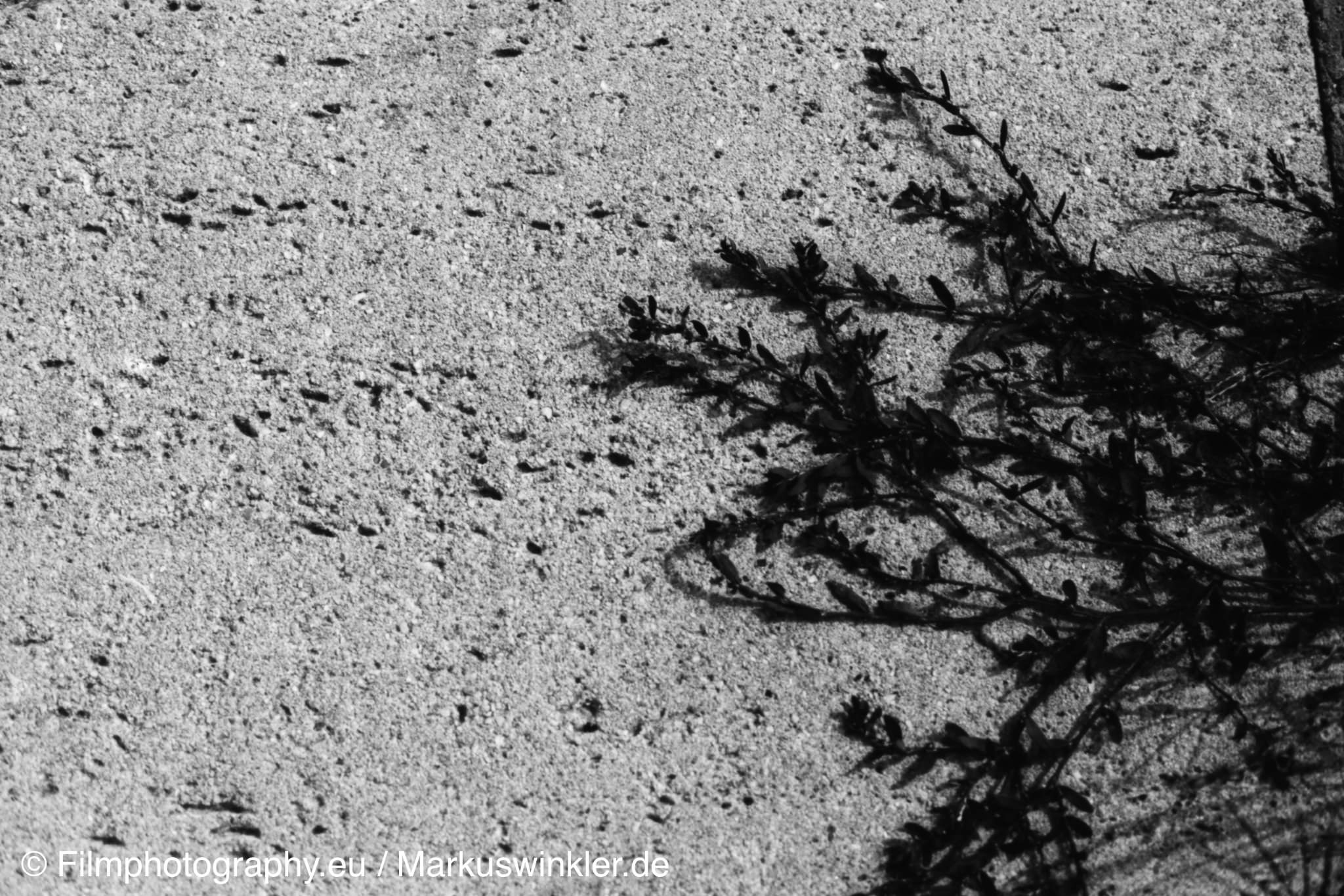 washi-a-film-beispielfoto-01