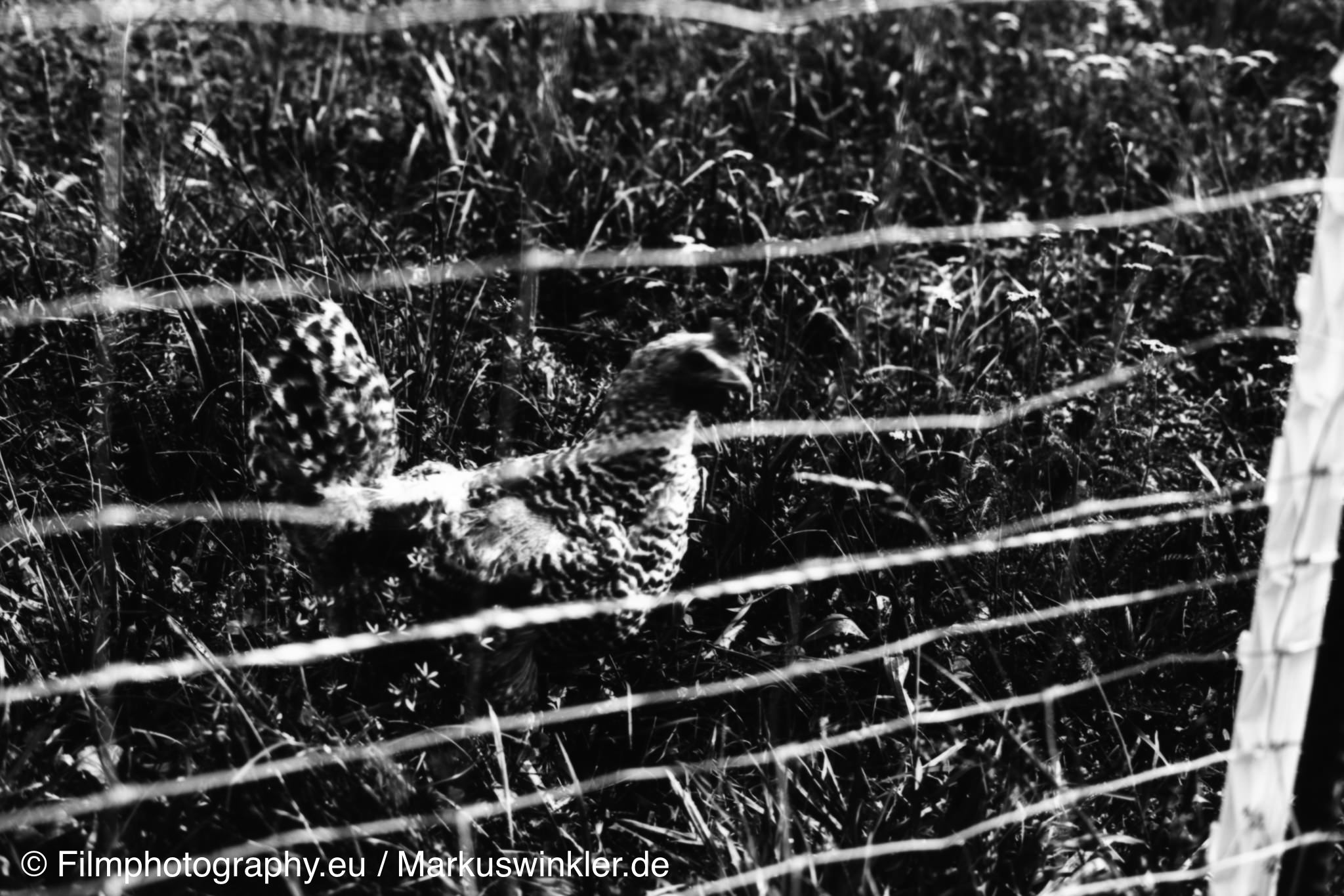 washi-a-review-test-rodinal