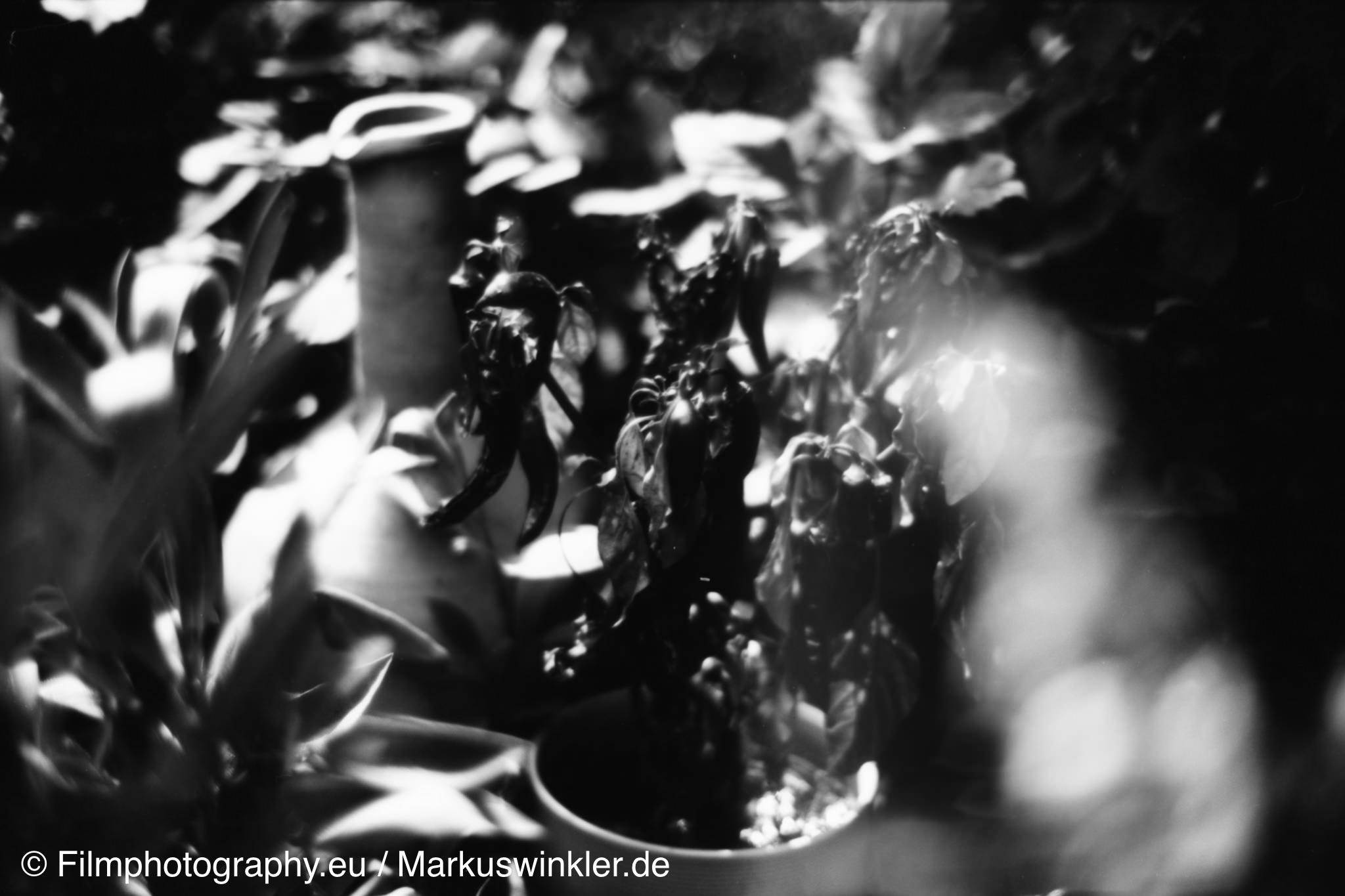 washi-a-rodinal-entwicklung-film