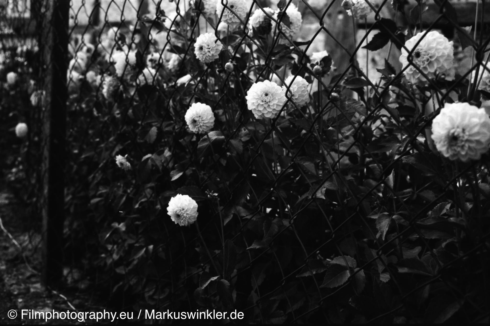 washi-d-film-beispielfoto-01
