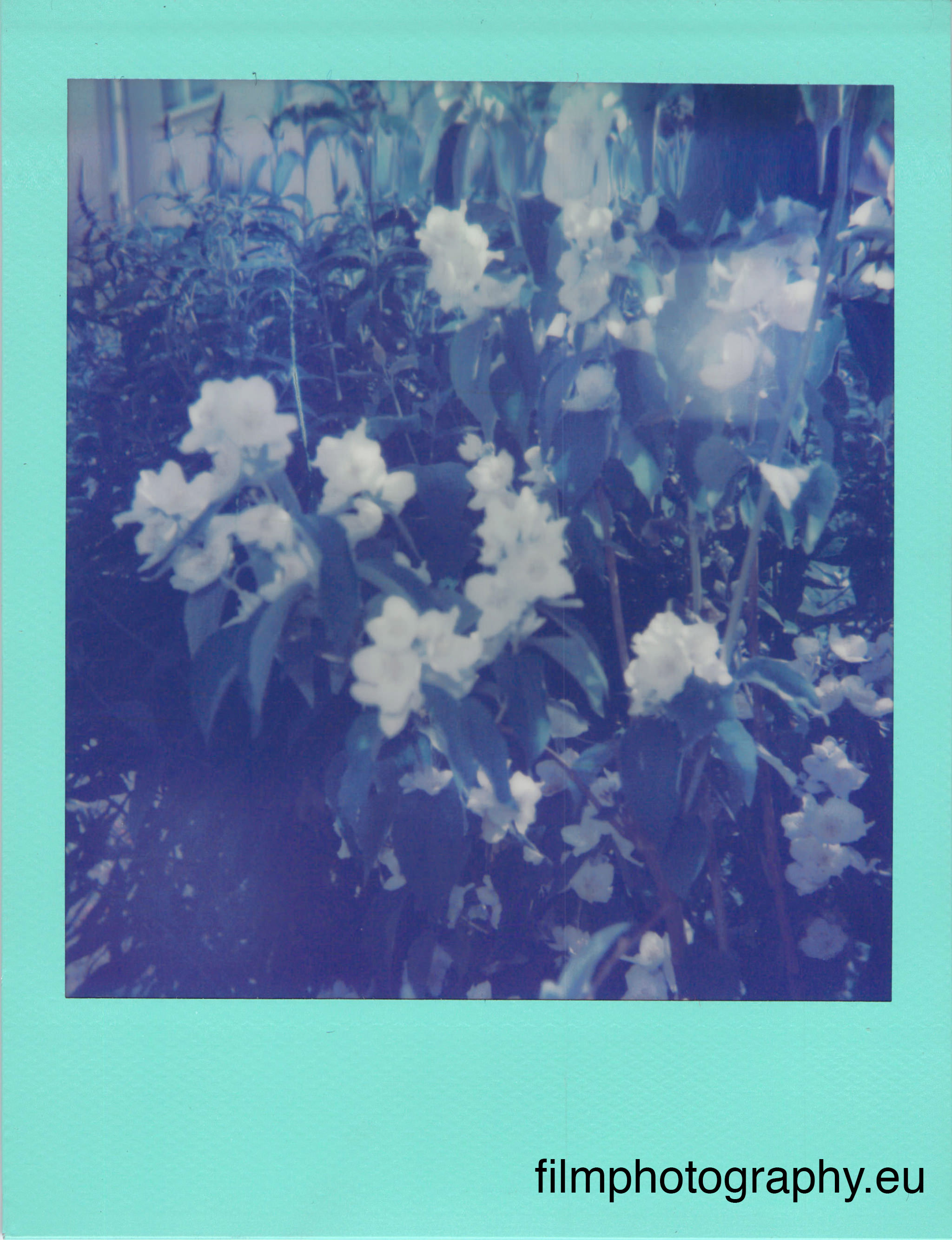 beispielfoto-impossible-600-mint-frame