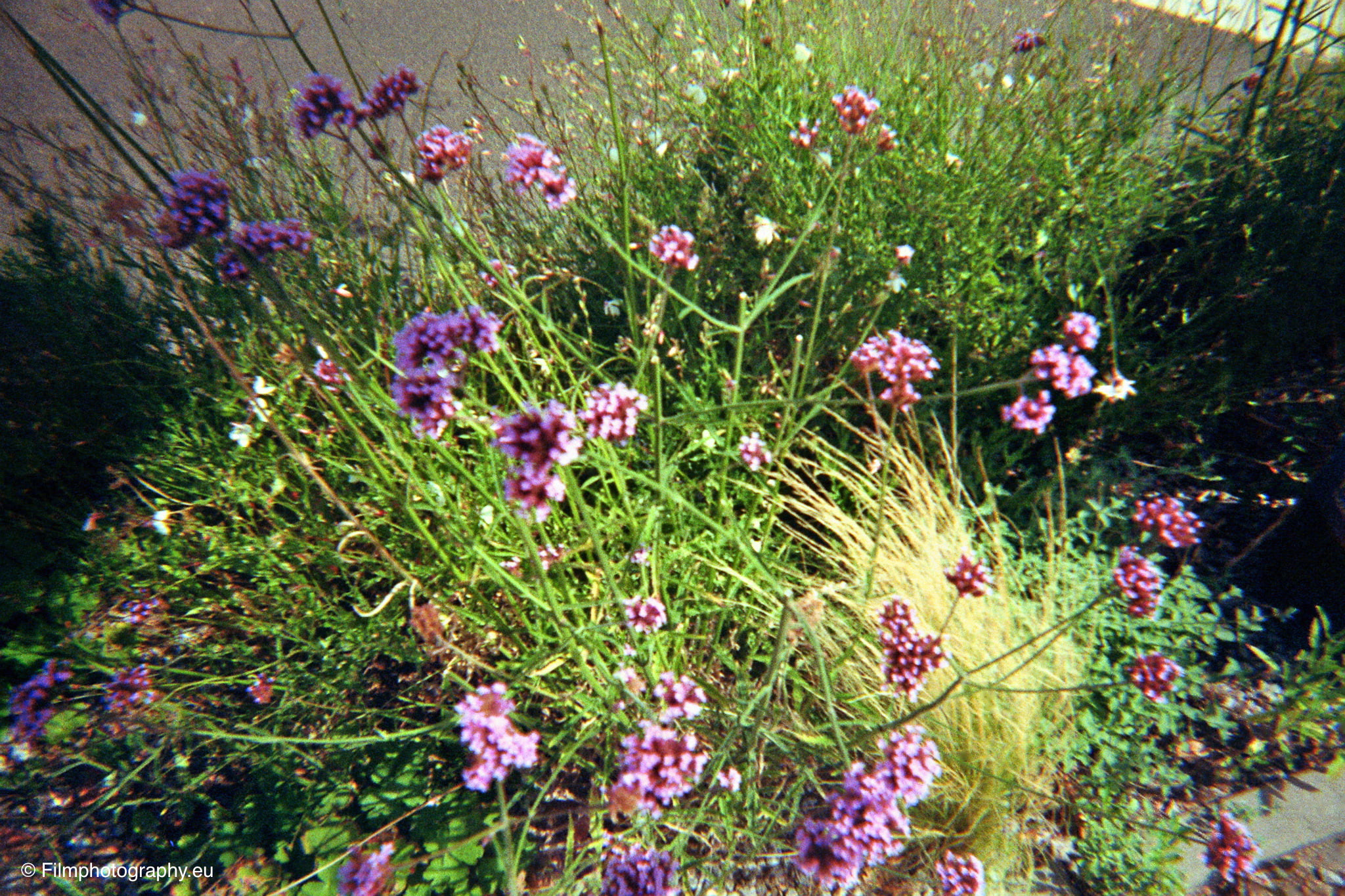 agfaphoto-35mm-camera-kodak-review-8