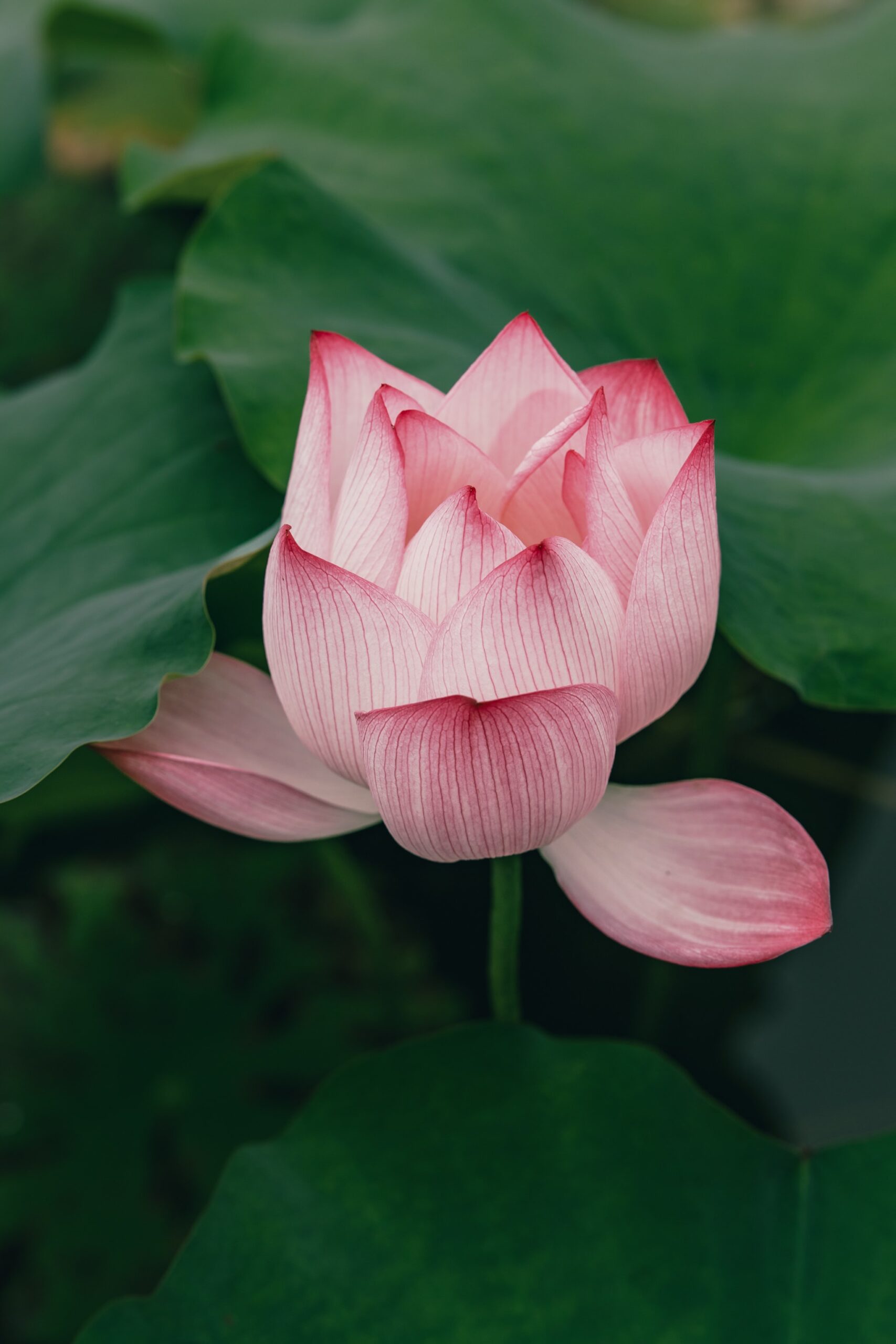 7artisans-135mm-f18-lens-6