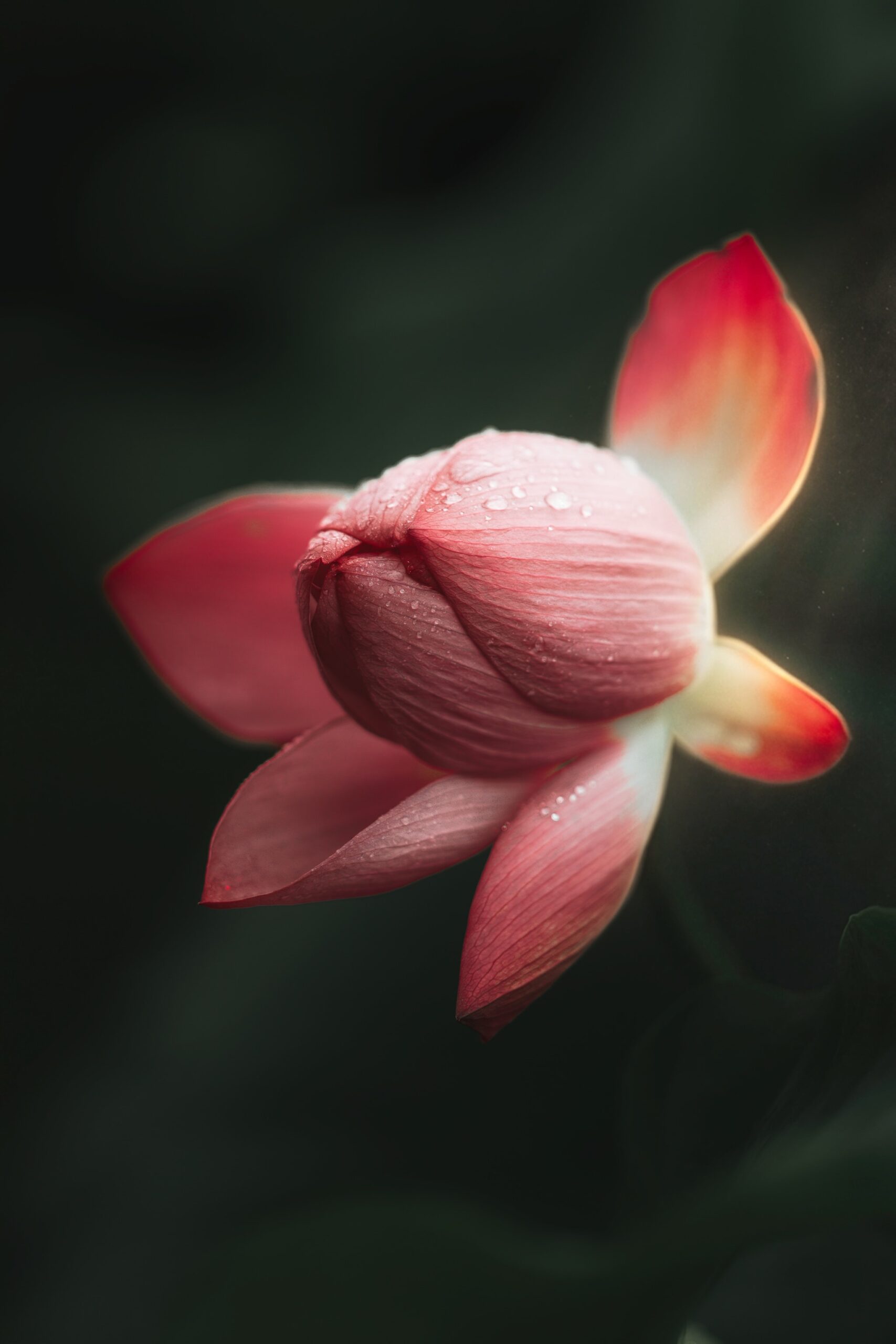 7artisans-135mm-f18-lens-7