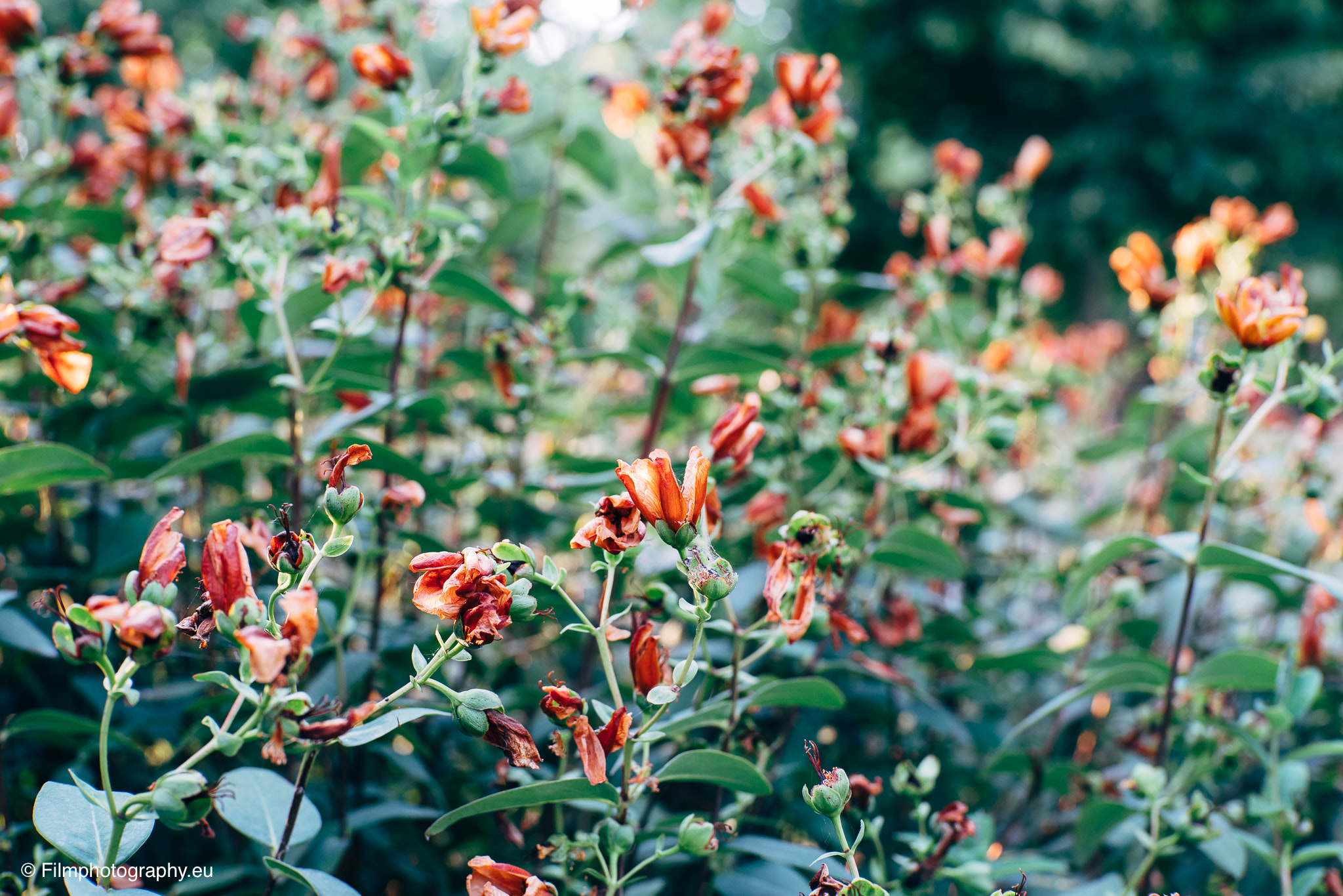 7artisans-mf-35mm-f-1-4-sample-photos-sony-3