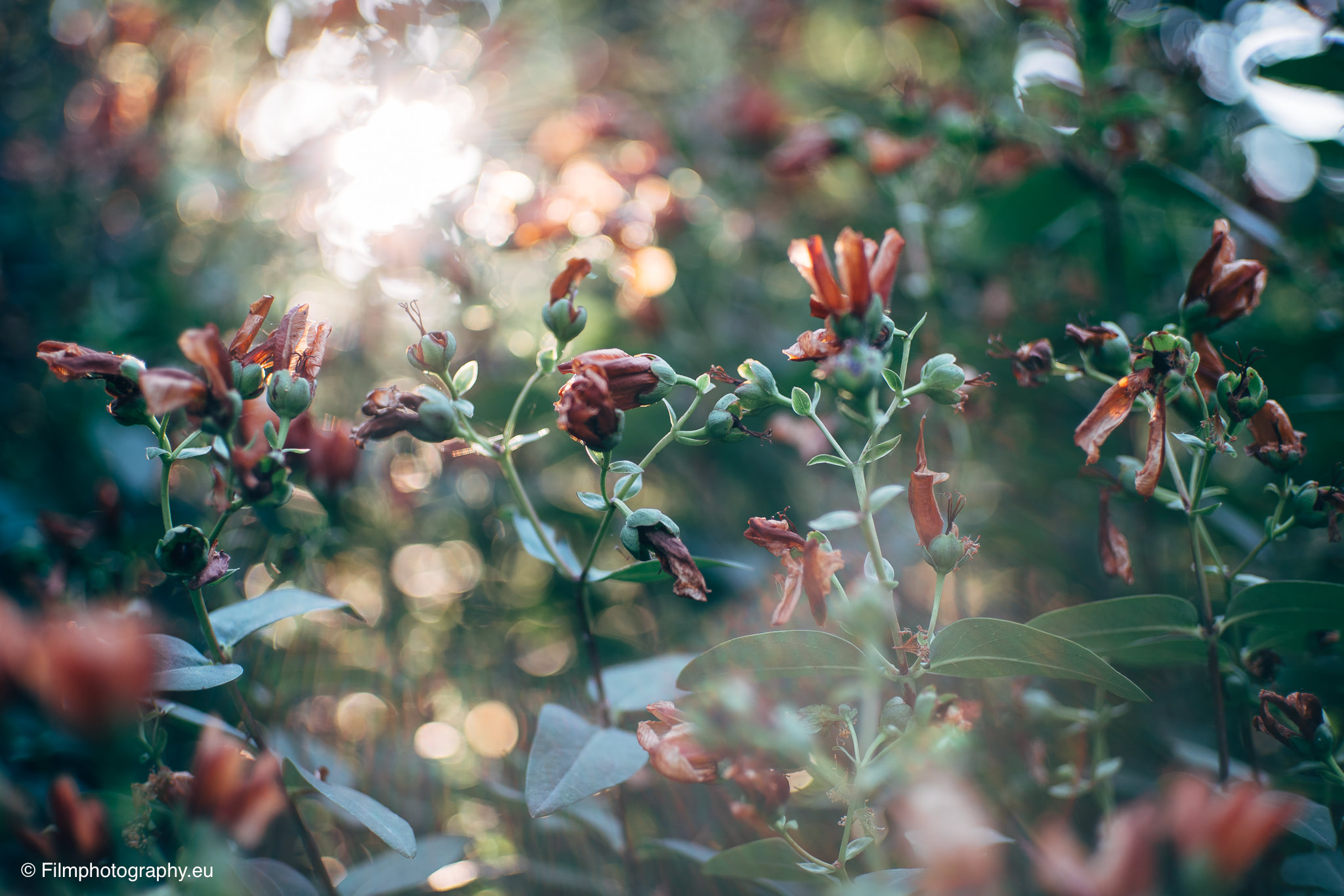 7artisans-mf-35mm-f-1-4-sample-photos-sony-4