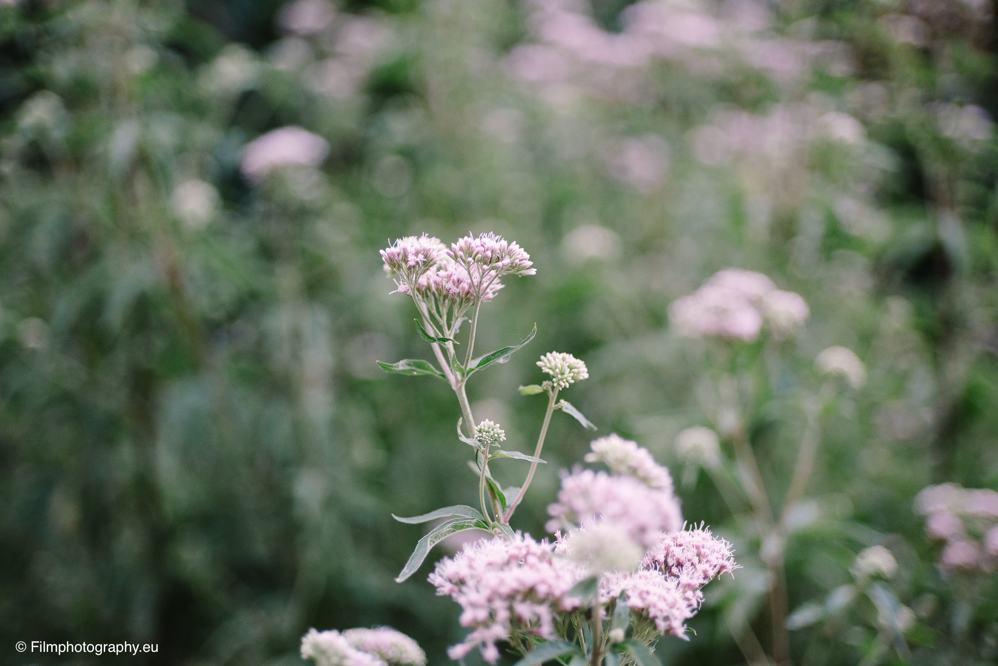 7artisans-mf-35mm-f-1-4-sample-photos-sony-wide-open-10