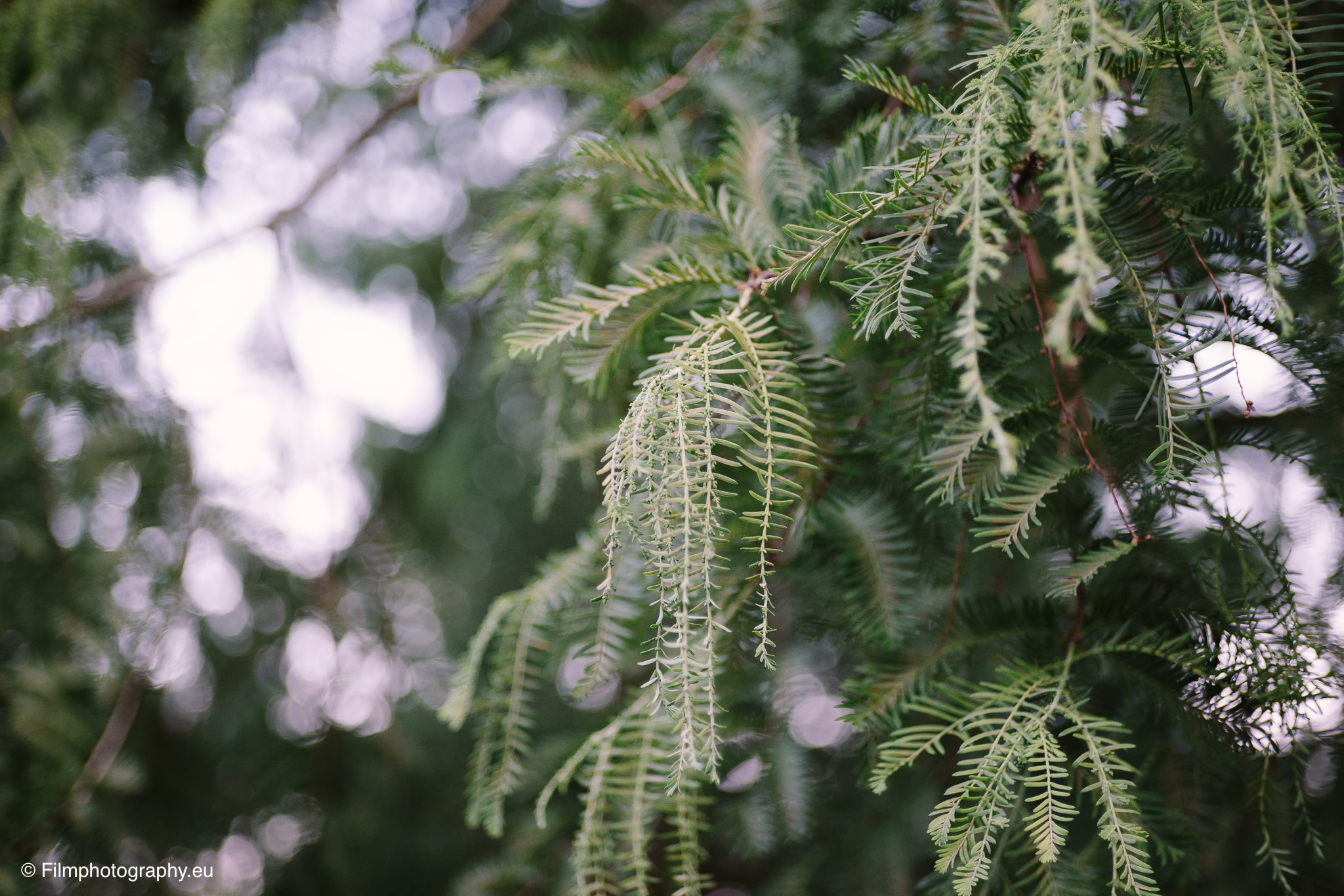 7artisans-mf-35mm-f-1-4-sample-photos-sony-wide-open-11