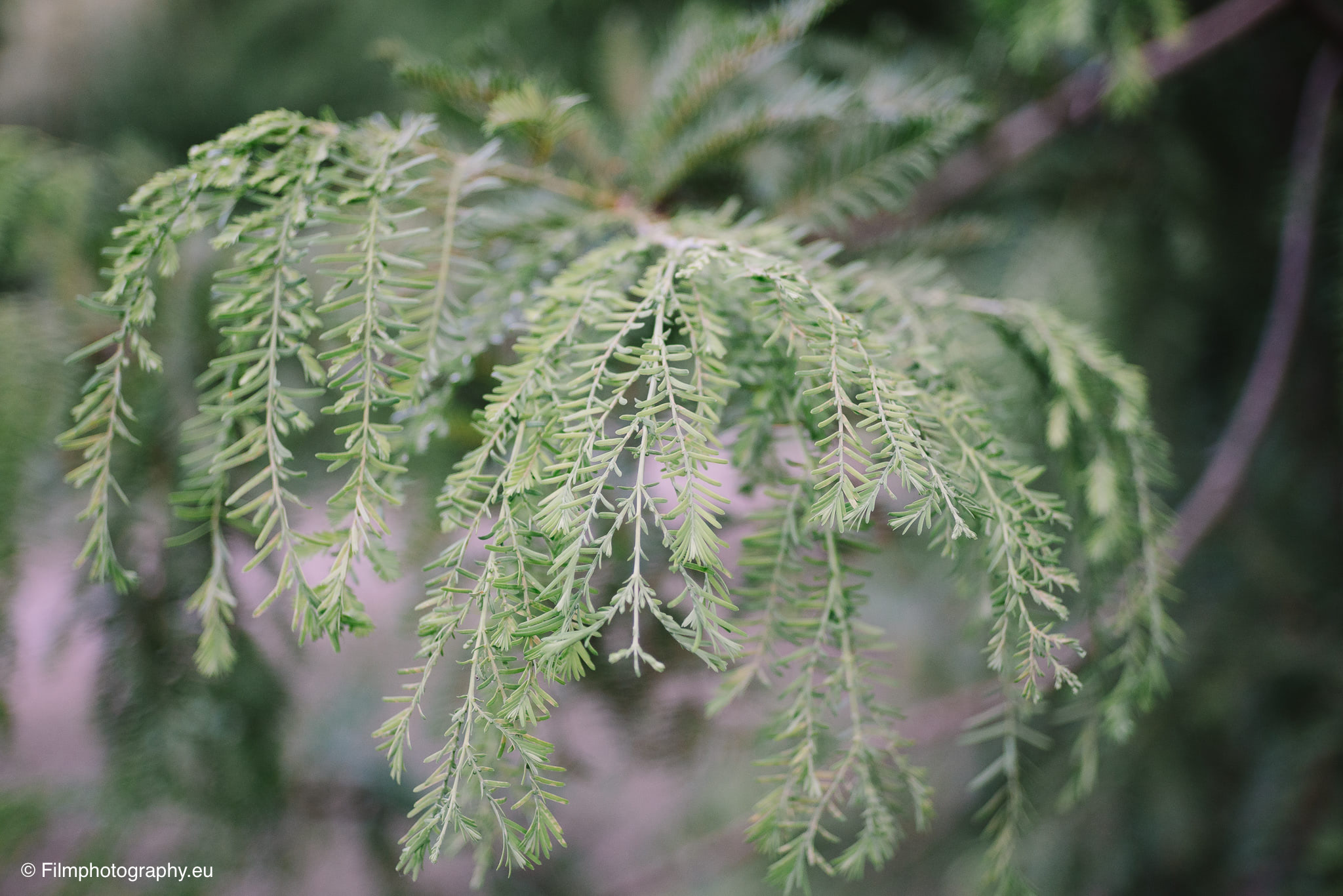 7artisans-mf-35mm-f-1-4-sample-photos-sony-wide-open-12