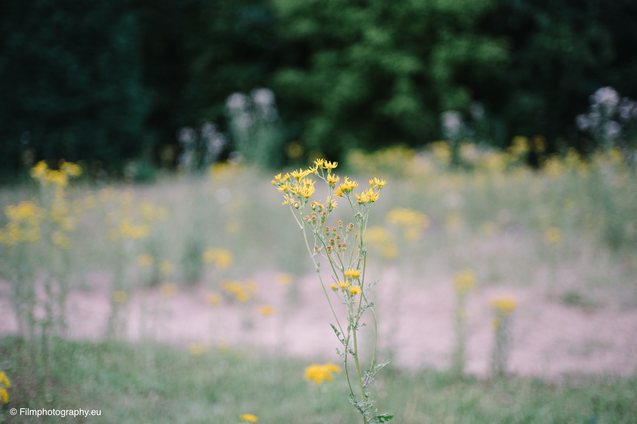 7artisans-mf-35mm-f-1-4-sample-photos-sony-wide-open-13