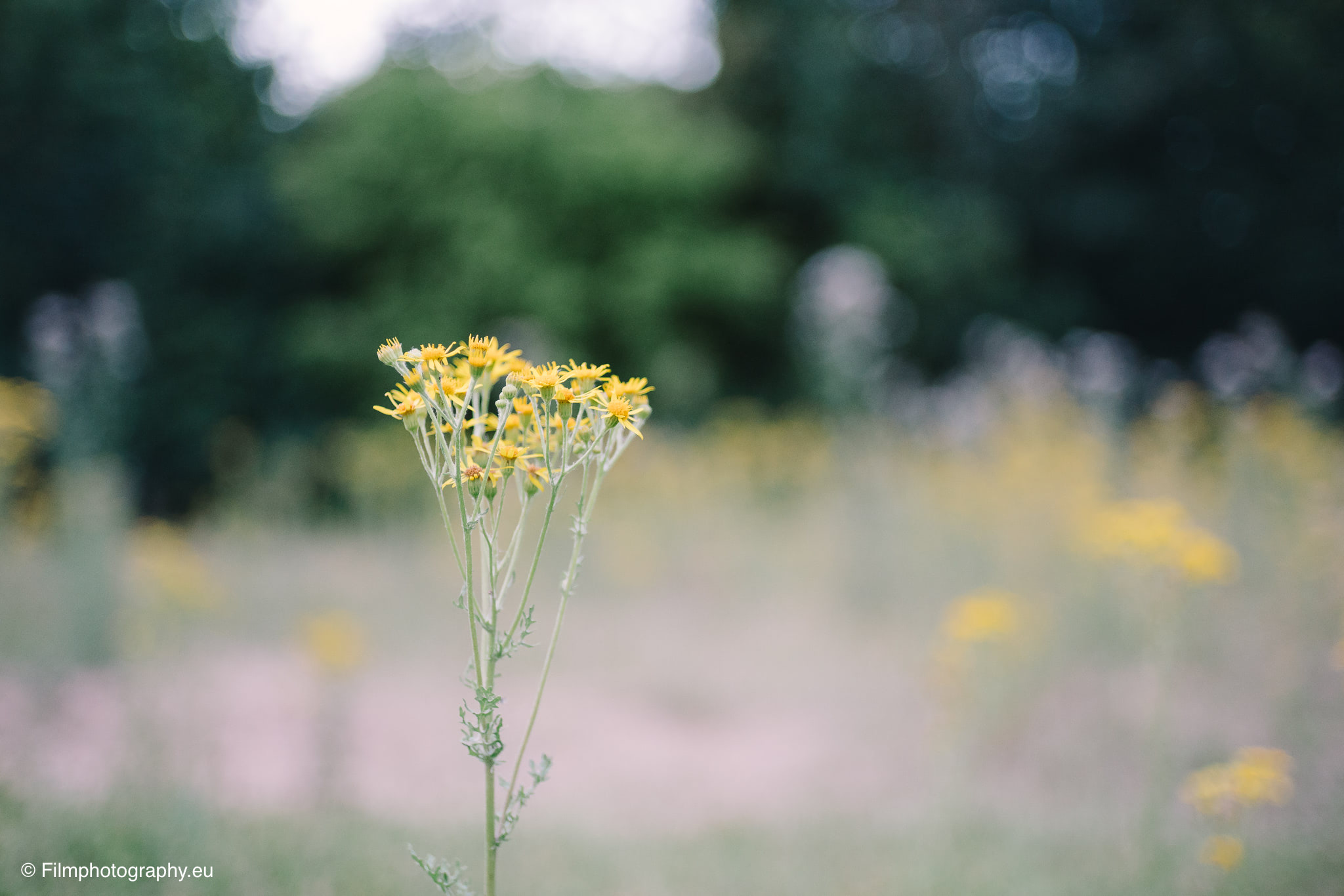 7artisans-mf-35mm-f-1-4-sample-photos-sony-wide-open-14