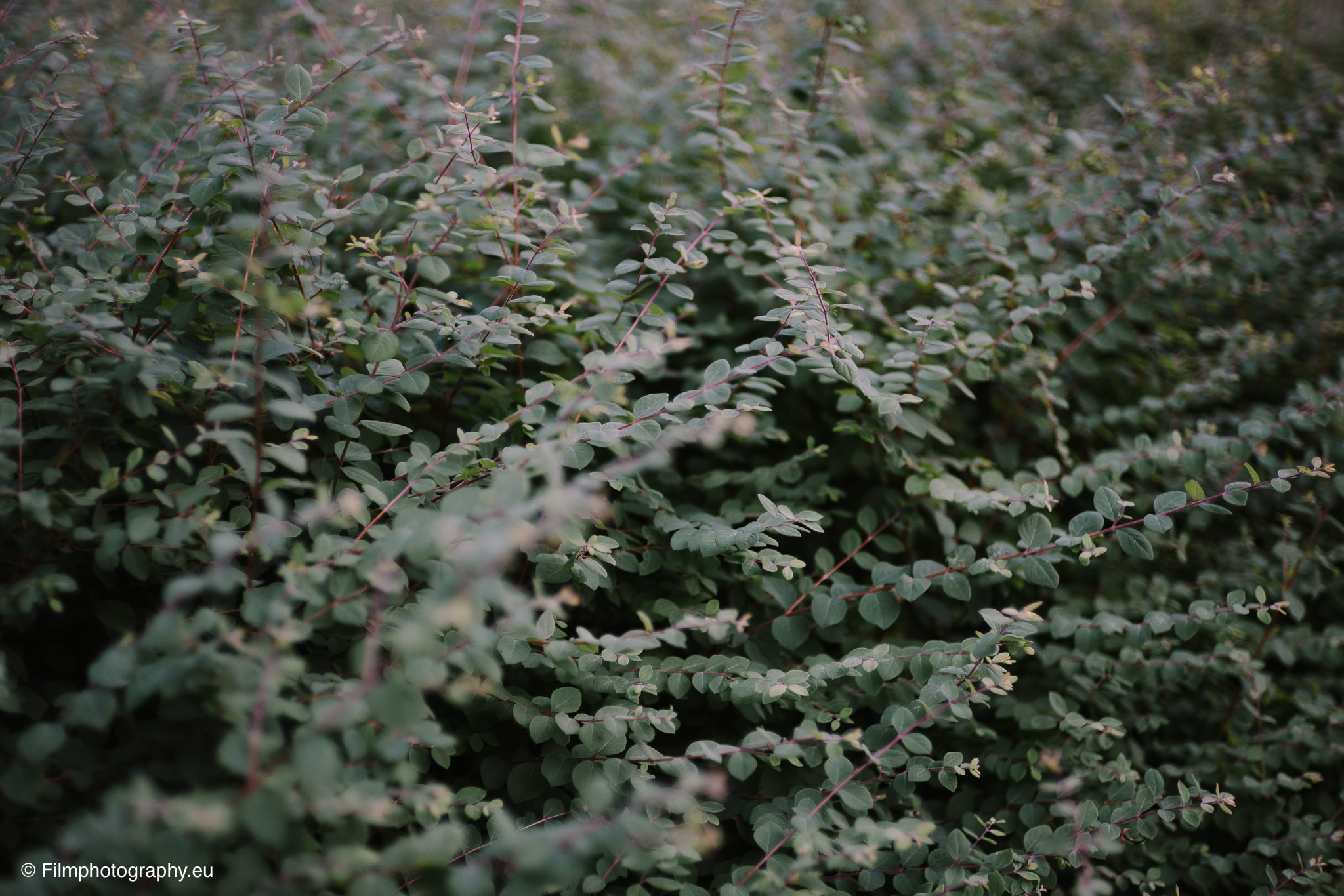 7artisans-mf-35mm-f-1-4-sample-photos-sony-wide-open-17