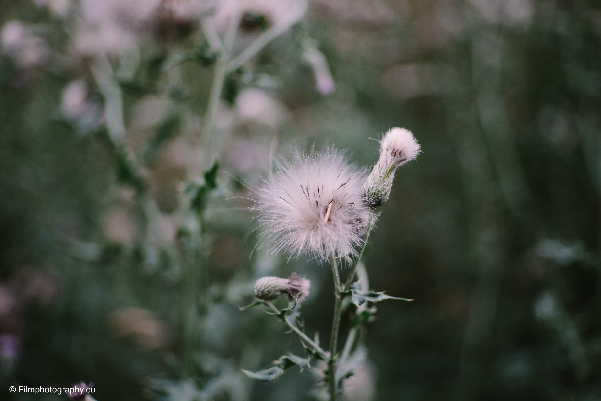 7artisans-mf-35mm-f-1-4-sample-photos-sony-wide-open-19