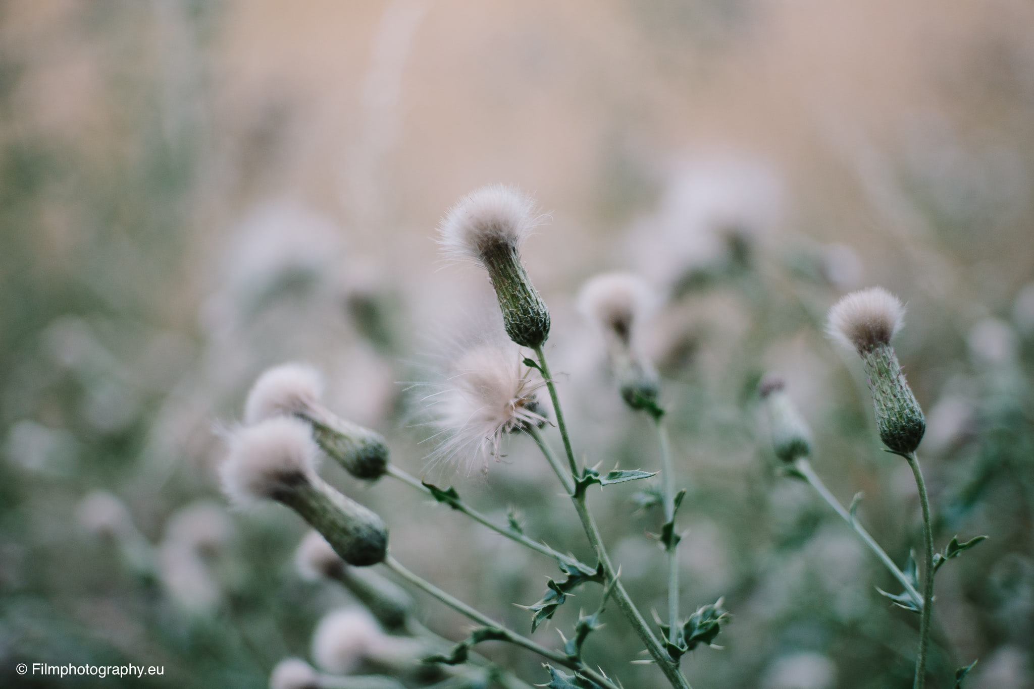 7artisans-mf-35mm-f-1-4-sample-photos-sony-wide-open-20