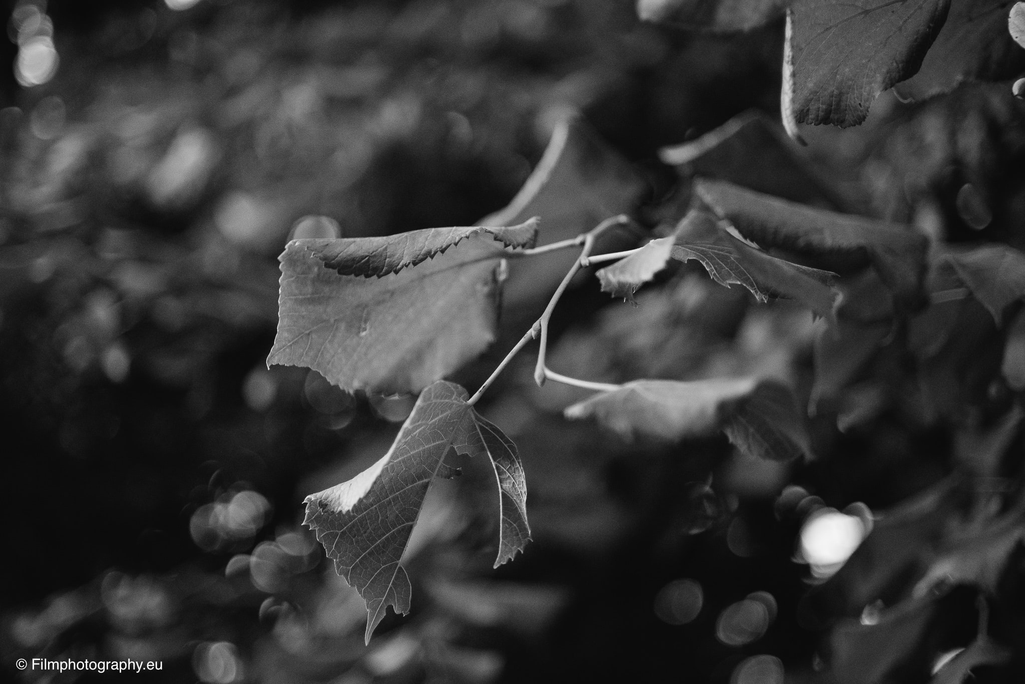 7artisans-mf-35mm-f-1-4-sample-photos-sony-wide-open-21