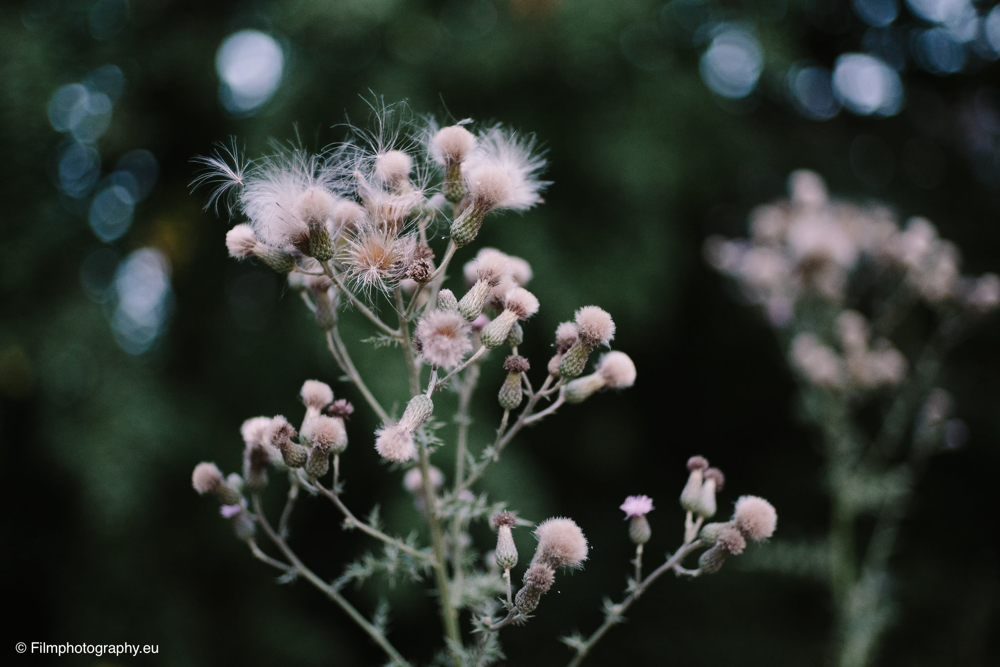 7artisans-mf-35mm-f-1-4-sample-photos-sony-wide-open-23