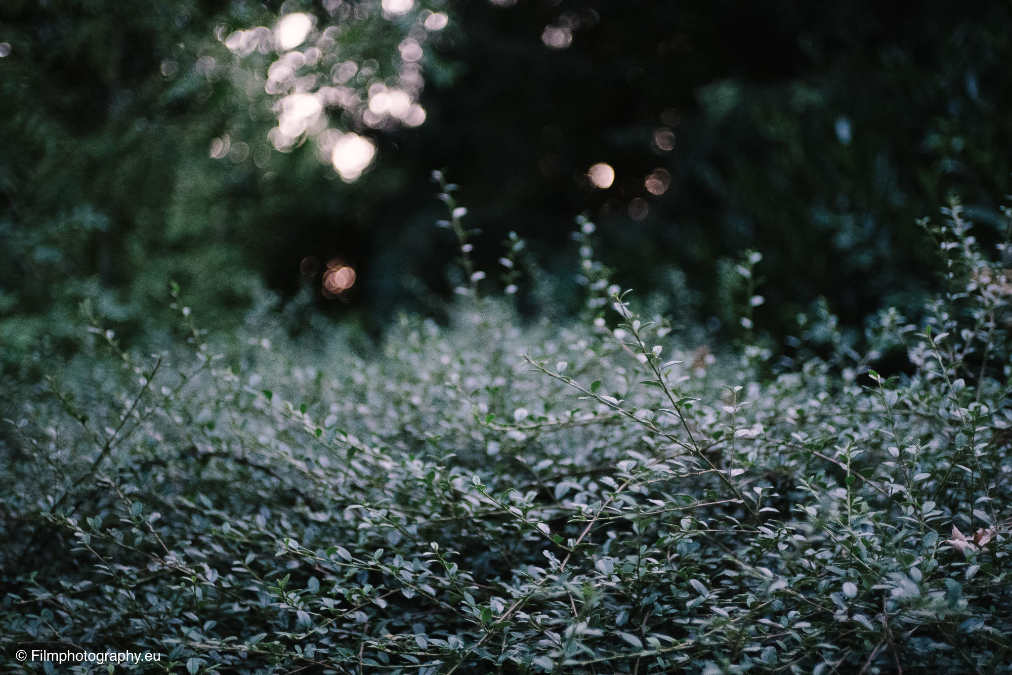 7artisans-mf-35mm-f-1-4-sample-photos-sony-wide-open-25