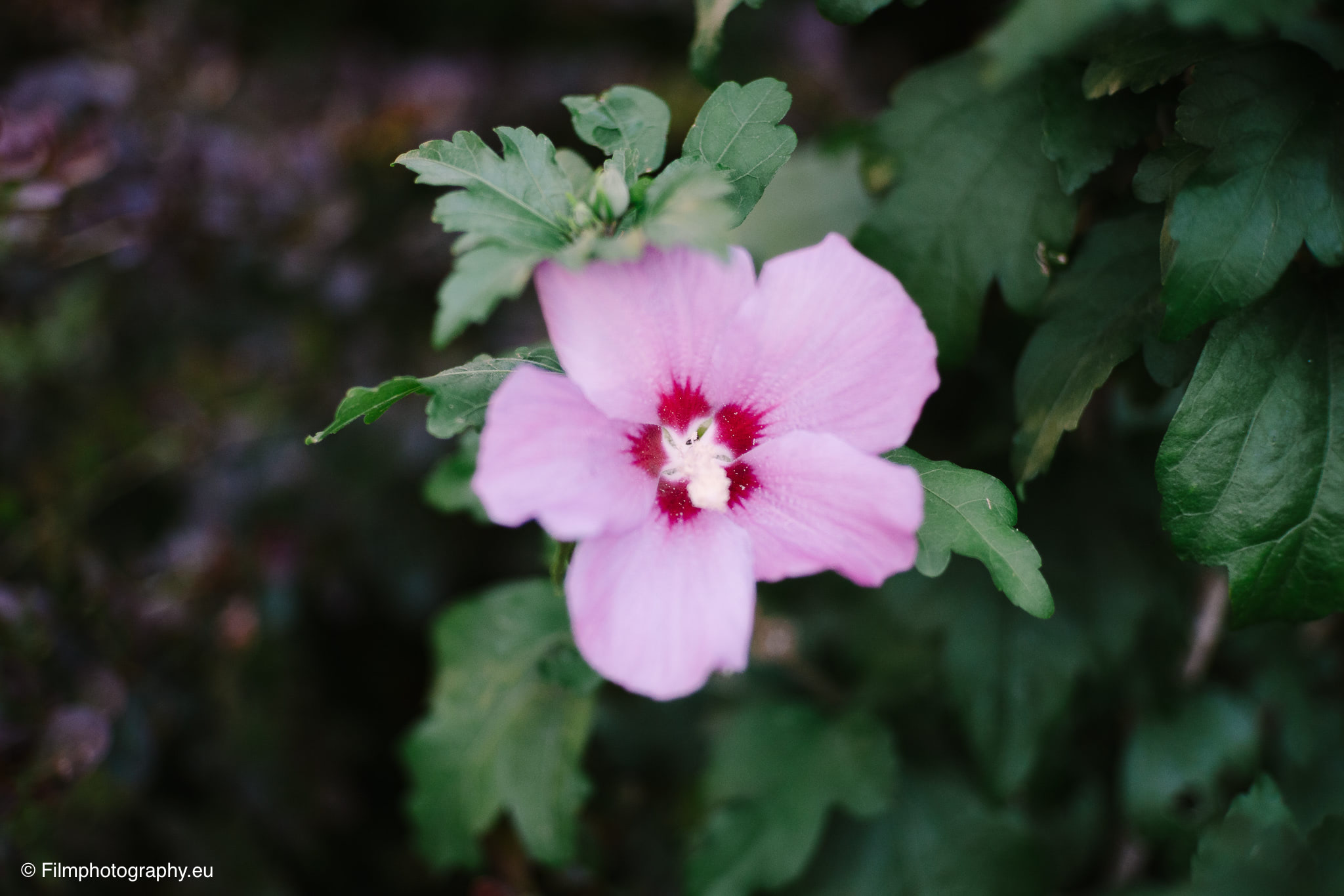 7artisans-mf-35mm-f-1-4-sample-photos-sony-wide-open-8