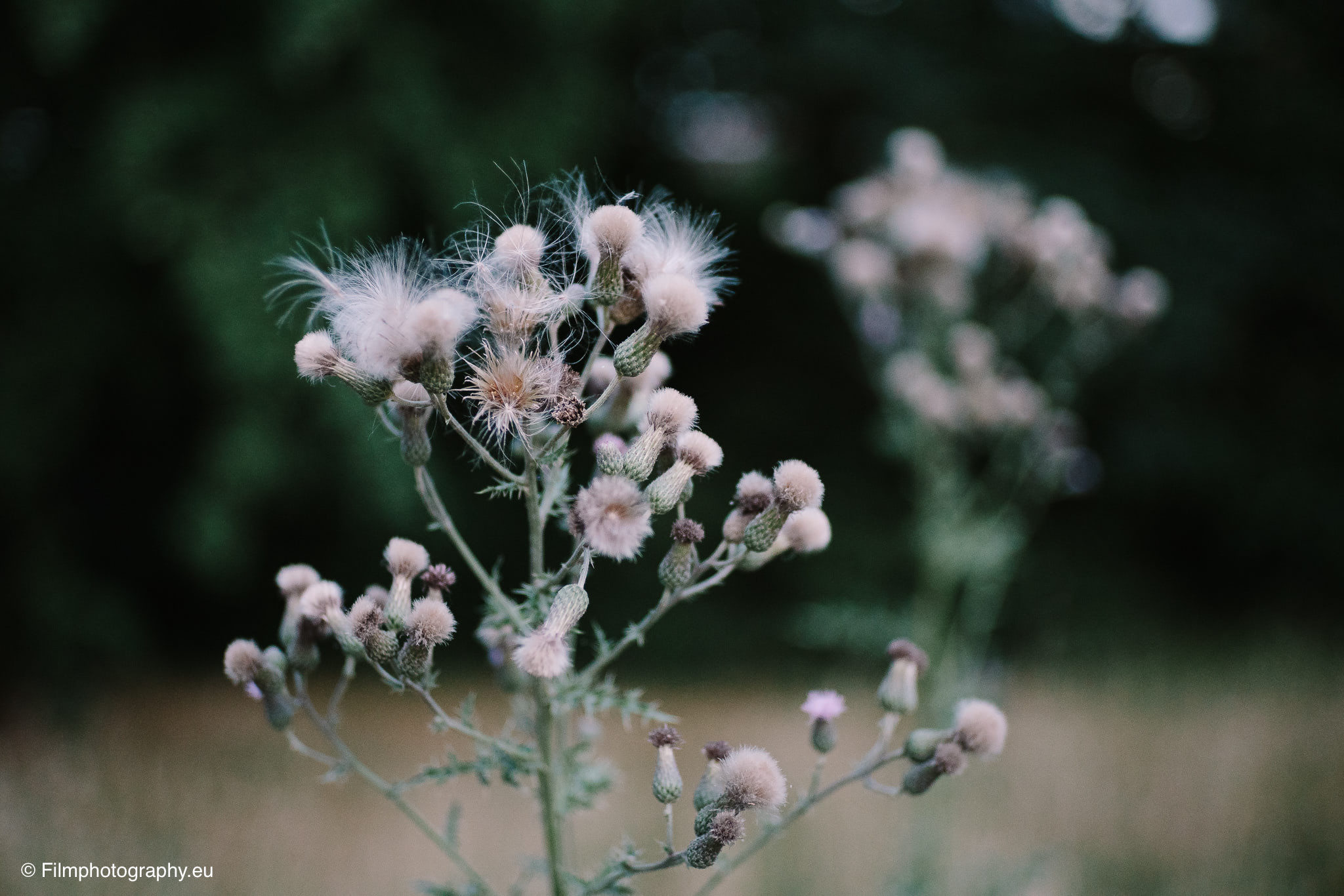 7artisans-mf-35mm-f-1-4-sample-pictures-5