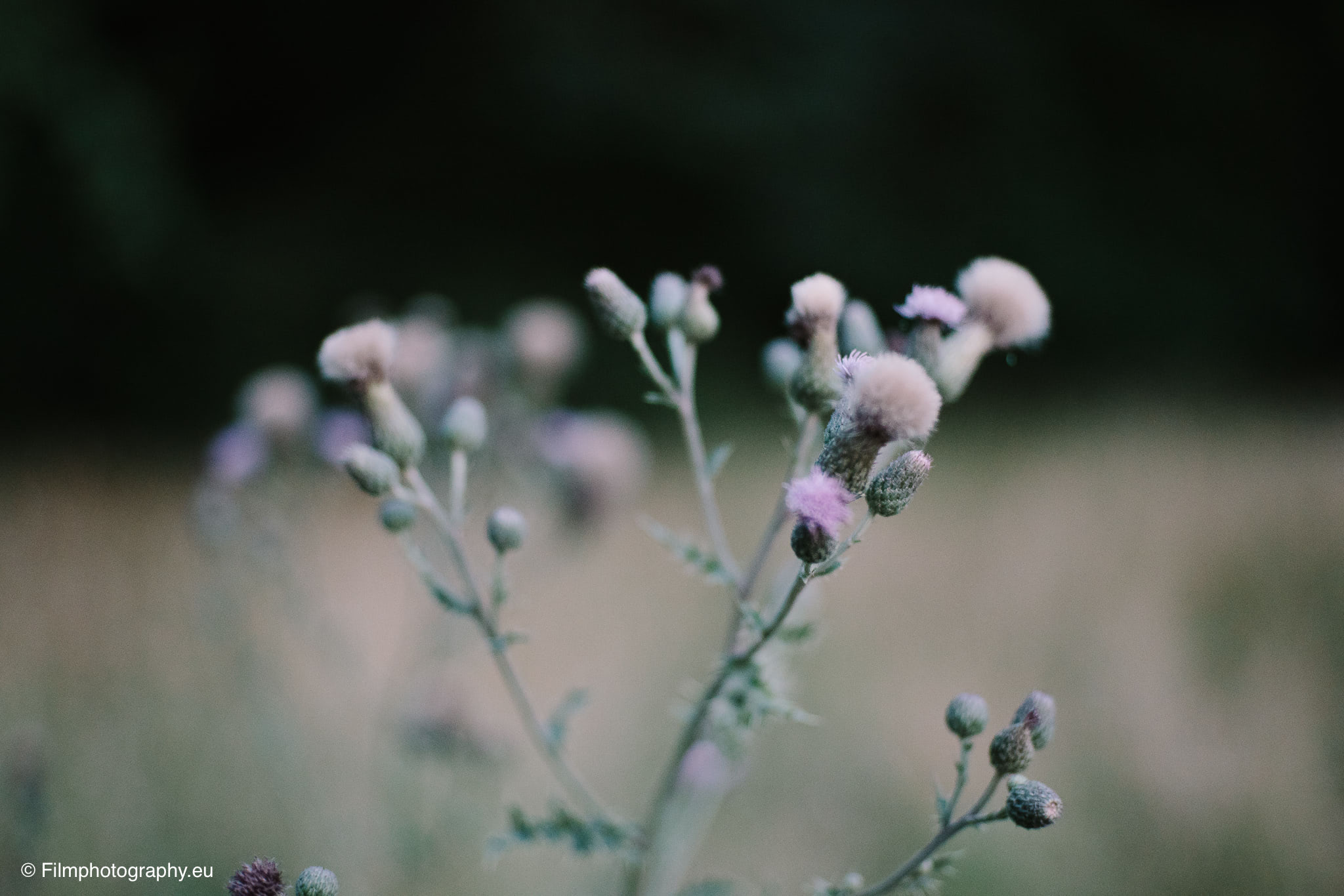7artisans-mf-35mm-f-1-4-sample-pictures-6