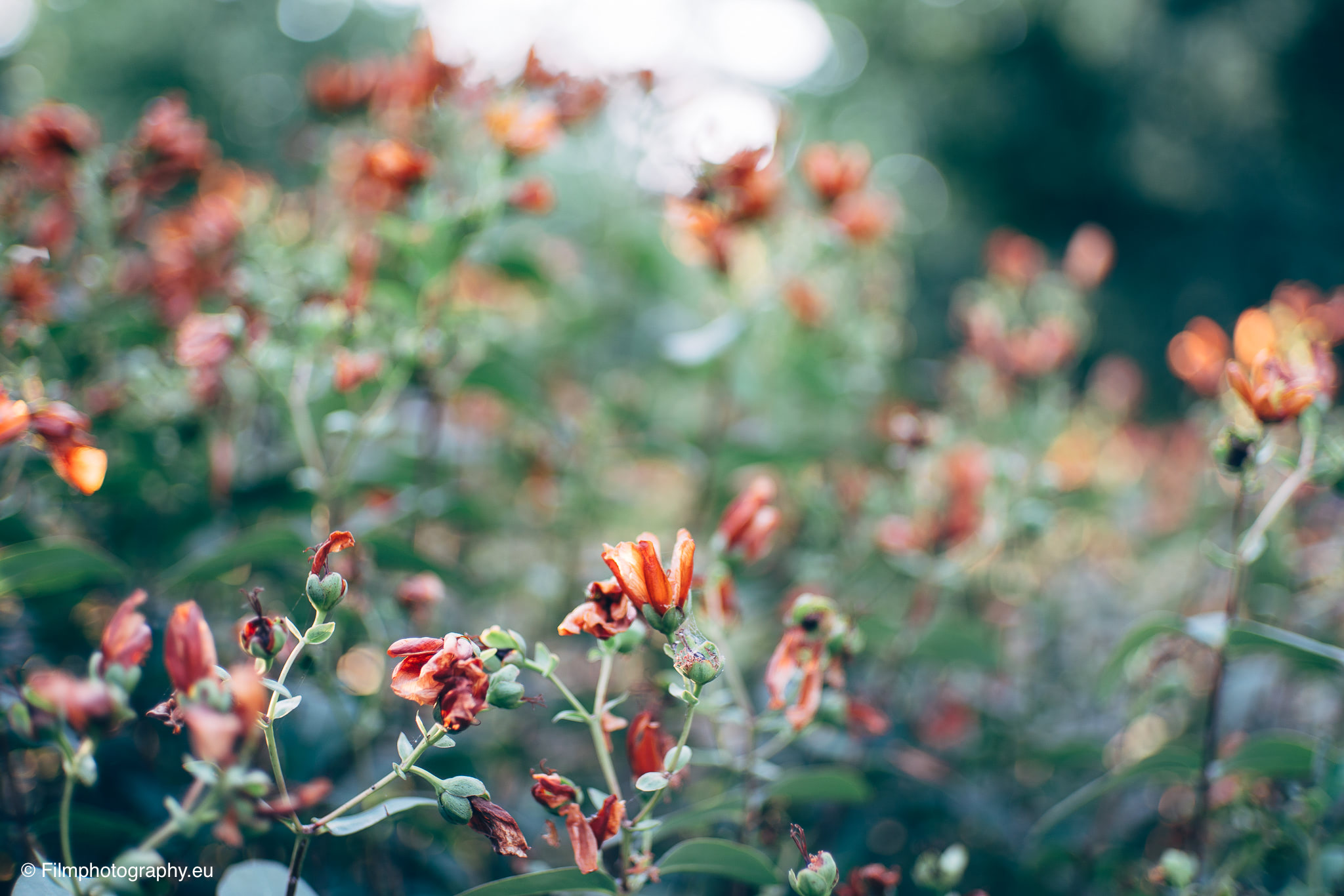 7artisans-mf-35mm-f-1-4-sample-pictures-78