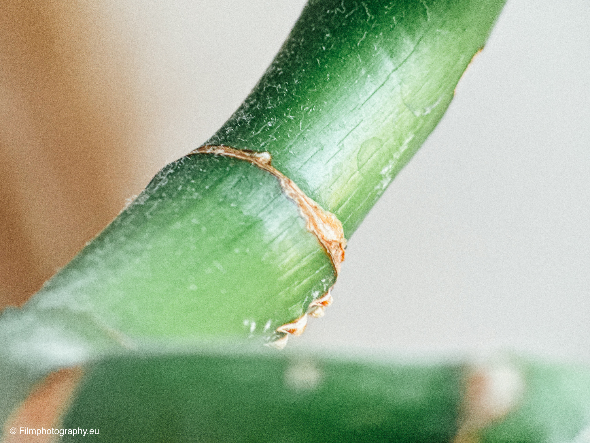 fotorgear-retro-series-tele-lens-macro-review-5