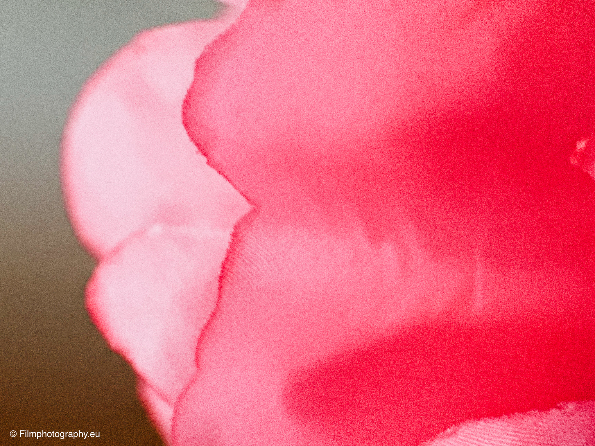 fotorgear-retro-series-tele-lens-macro-review-8