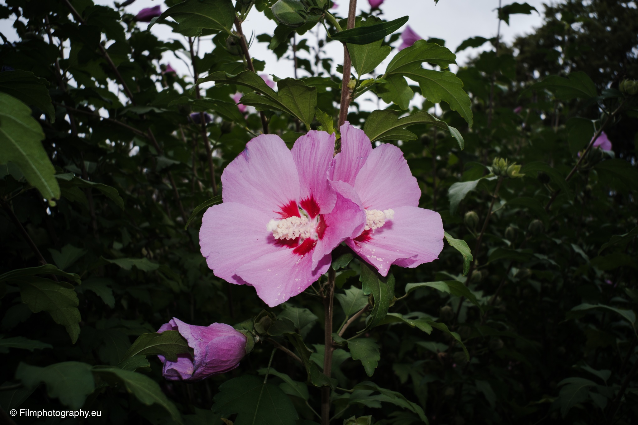 Zwei rosa Hibiskusblüten mit roten Zentren an grünem Strauch, durch Blitzlicht vor dunklem Laub beleuchtet