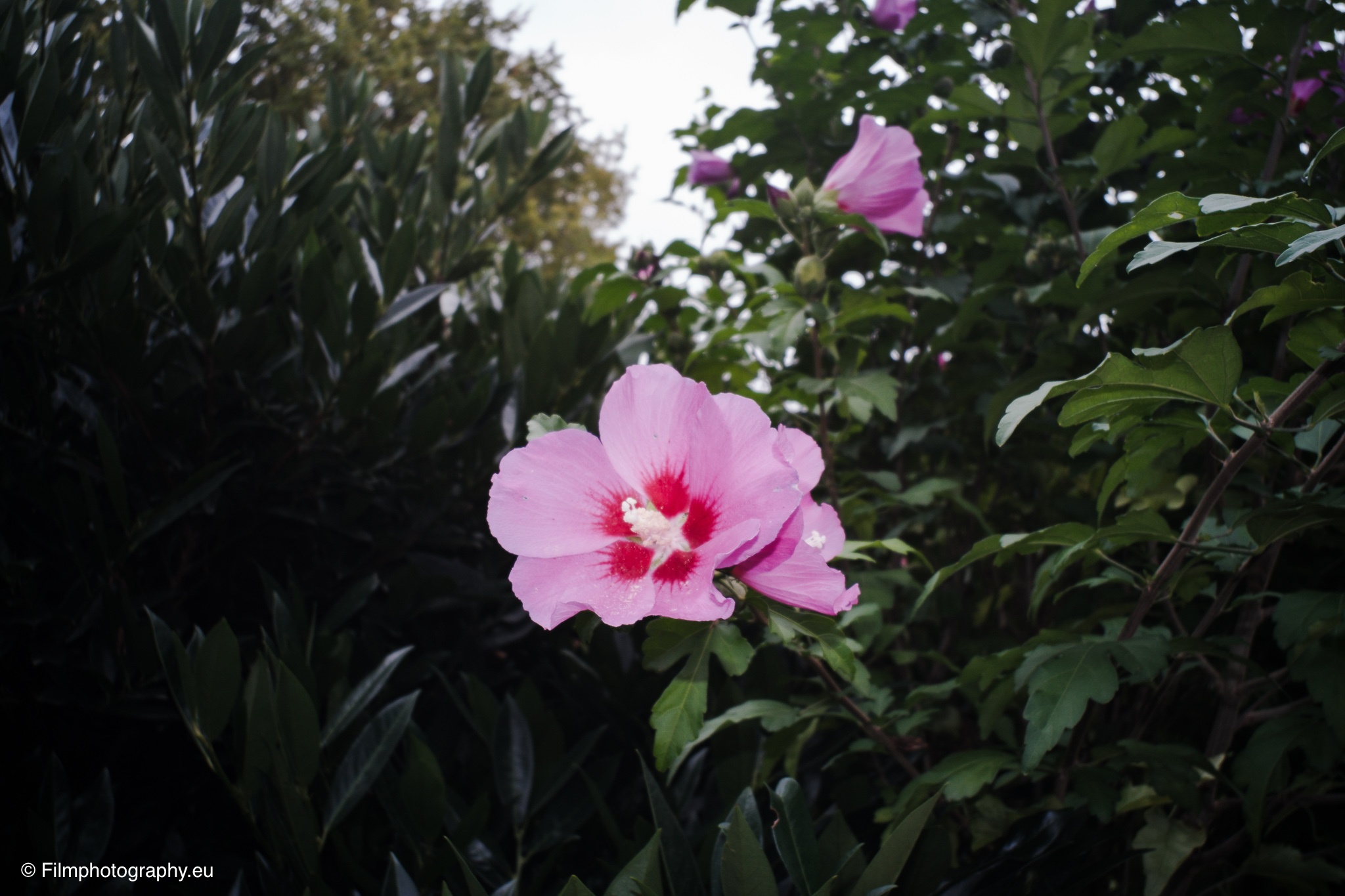 Mit Blitzlicht beleuchtete rosa Hibiskusblüte mit rotem Zentrum zwischen dunkelgrünen Blättern im Garten in der Abenddämmerung