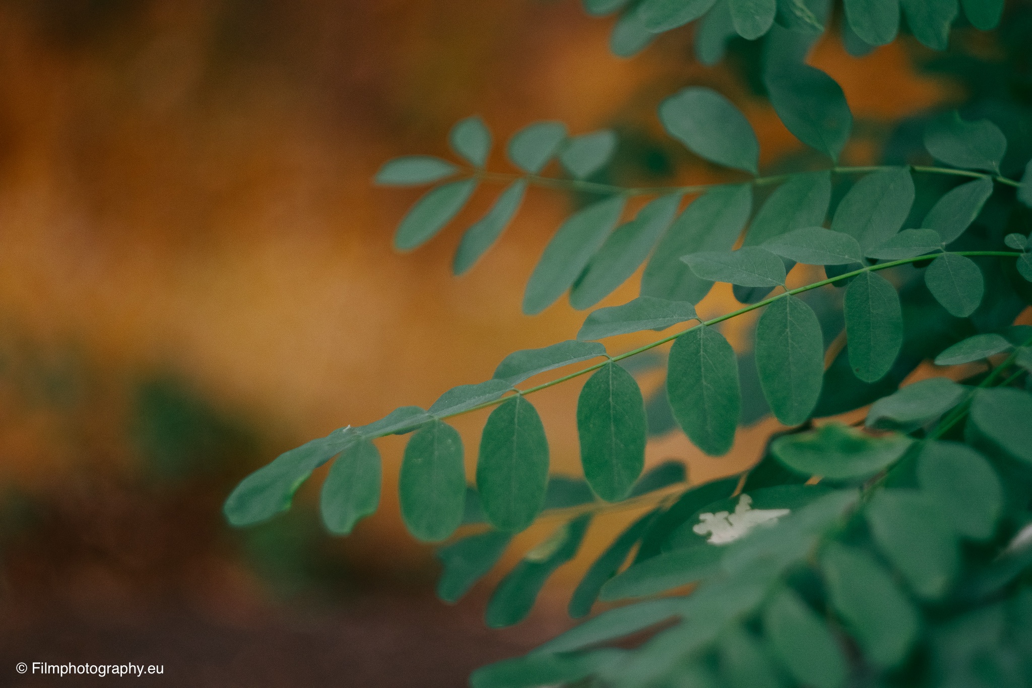 Grüner Blattzweig in scharfem Fokus mit warmem orangefarbenem Bokeh-Hintergrund und winziger weißer Blüte im Herbstlicht