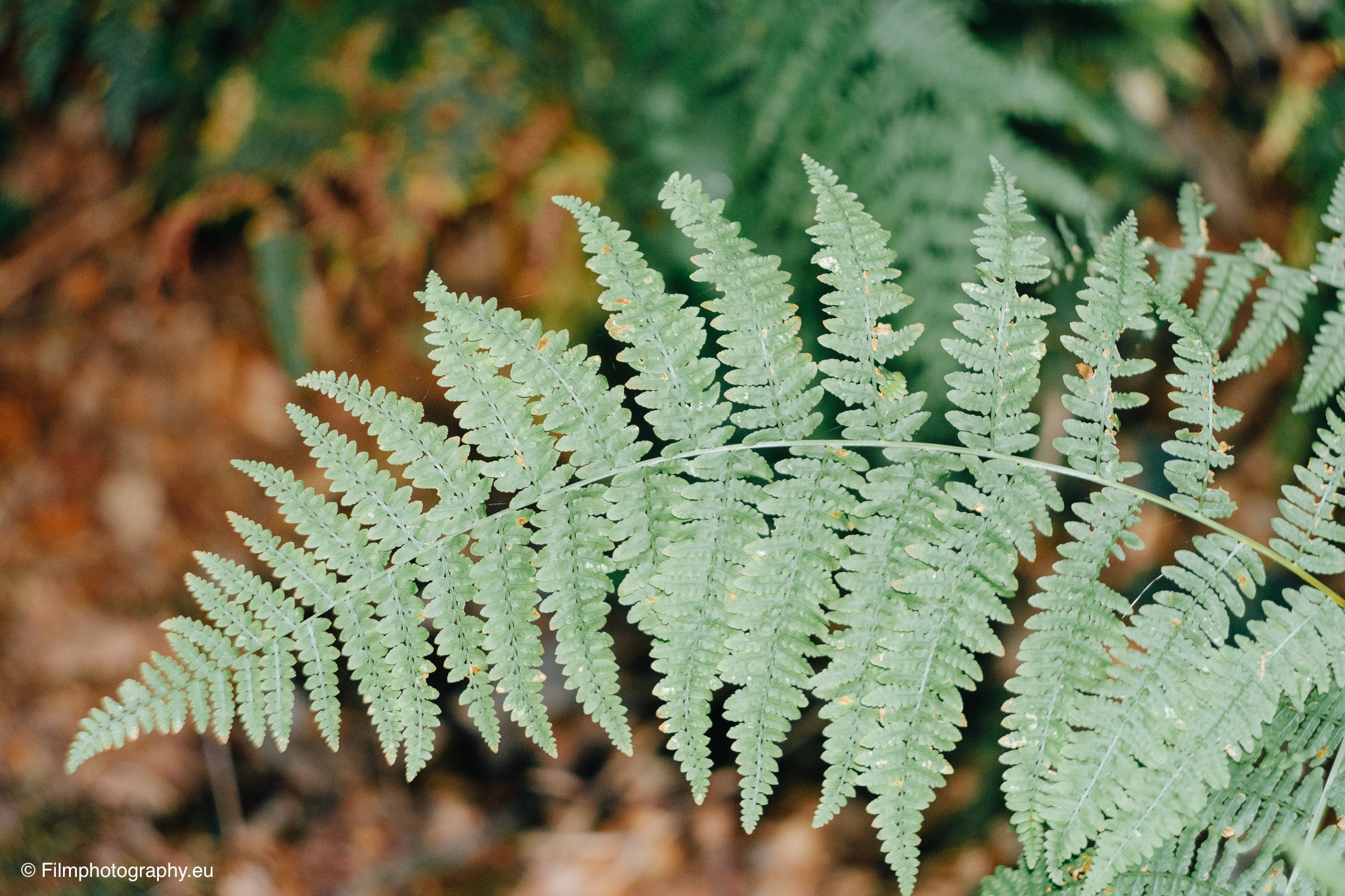 Nahaufnahme eines zarten hellgrünen Farnwedels, der sich über einen unscharfen Herbstwaldboden-Hintergrund wölbt